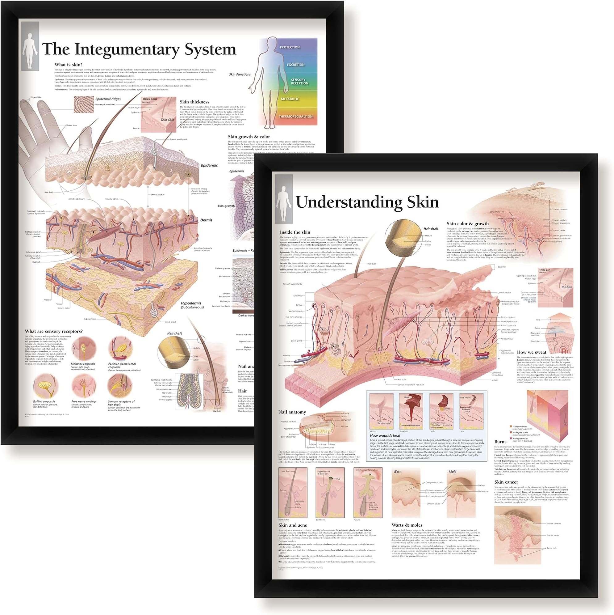 Set of 2 Framed Medical Posters The Integumentary System and Understanding Skin 22"x28" Wall Diagrams Educational Informational Doctors Office Charts