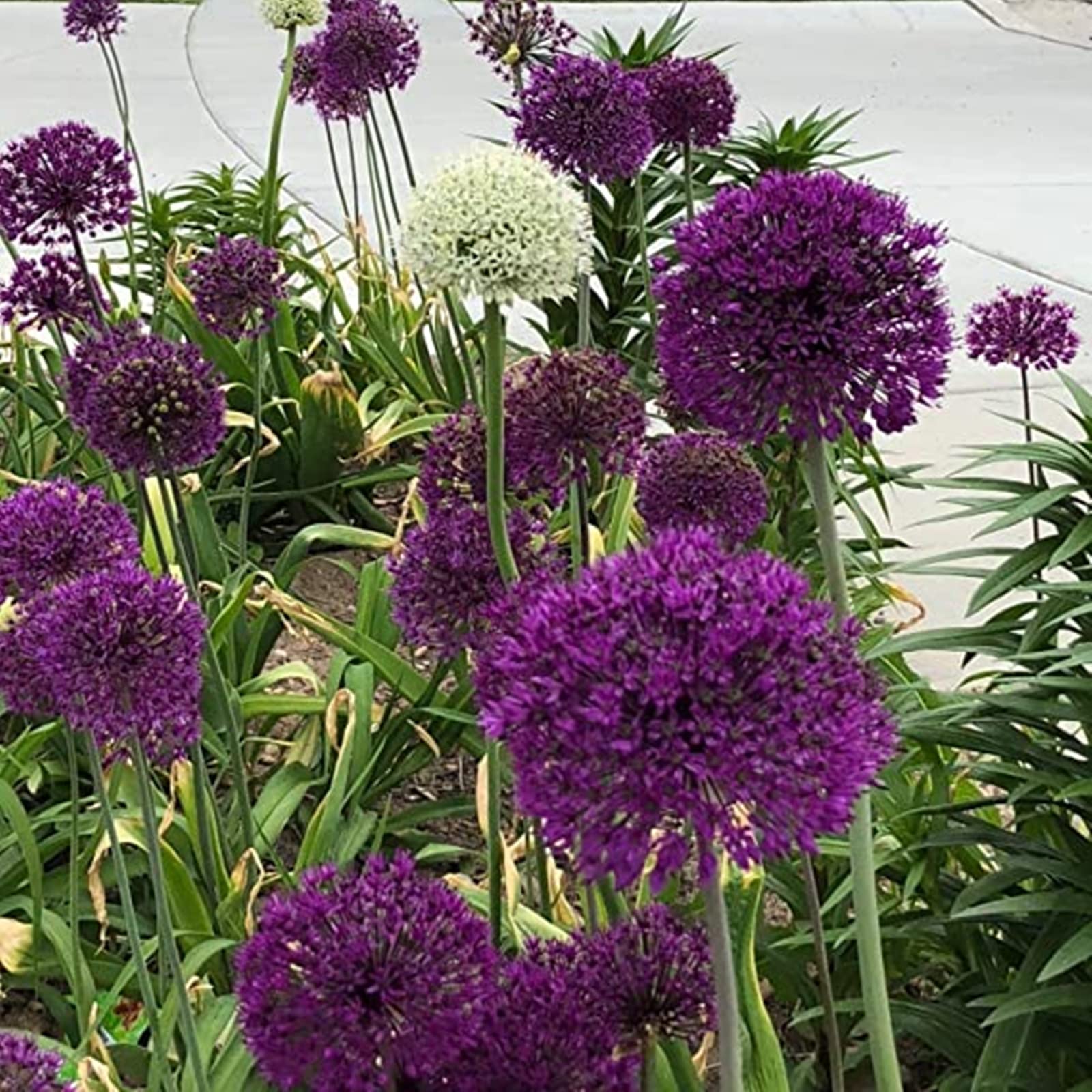 Multicoloured Allium, Hardy Allium, Large Allium Rhizomes, Joy In Your Garden. Office Wedding Decoration & Birthday, -5 bulbs-F