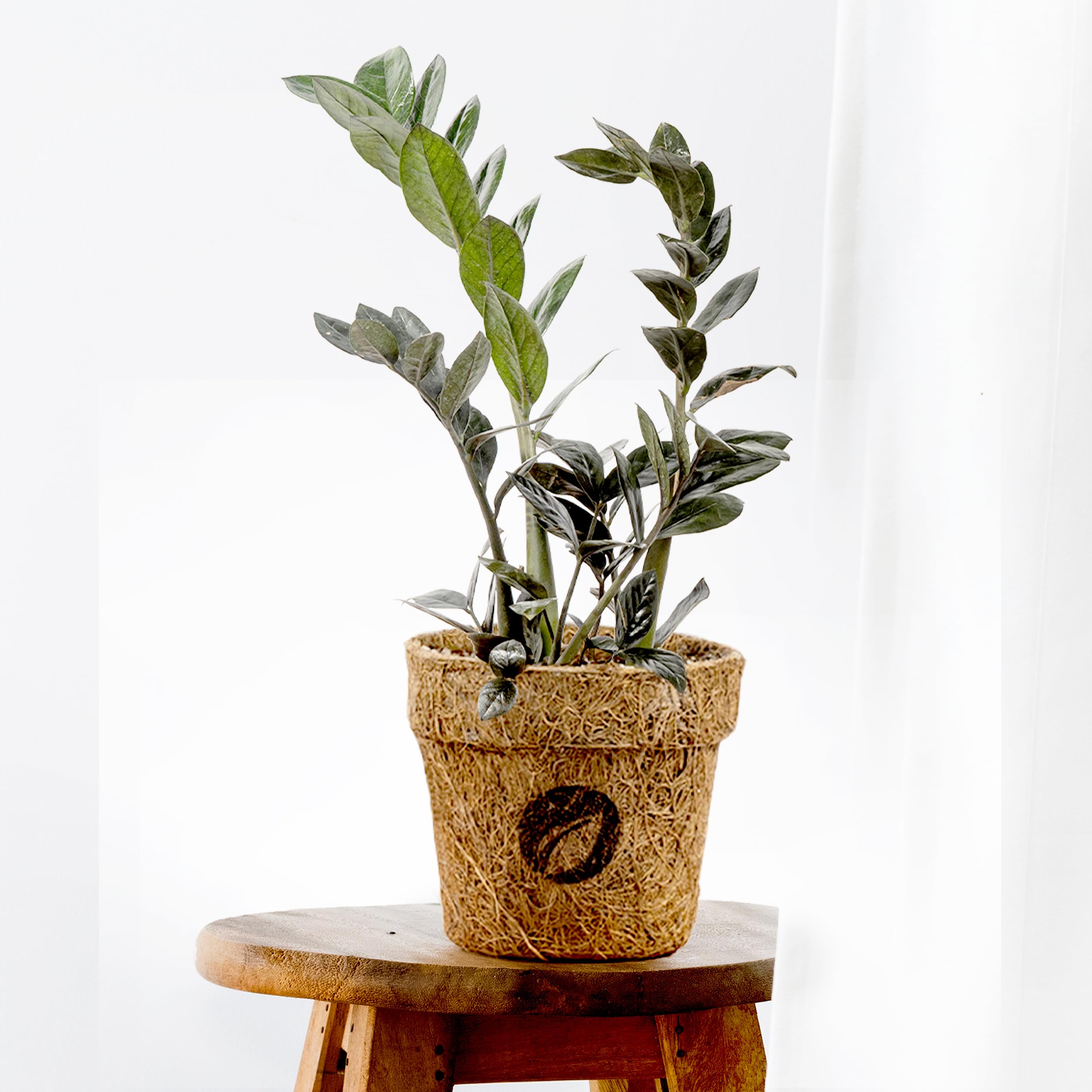 【はるplants】 FULONI Black ZZ Plant live in Plantable Pot | Black raven ZZ Plant