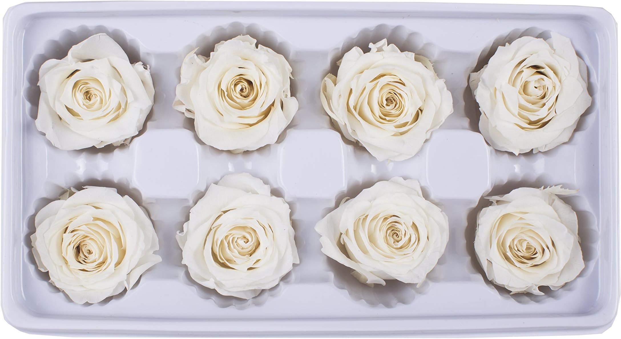 OgisFlorist | 100% Real All Natural Premium Preserved Roses | No Water Needed, Last Months | Perfect Alternative to Artificial & Dried Flowers DIY Crafts, Decoration, Décor | 8 Medium Head