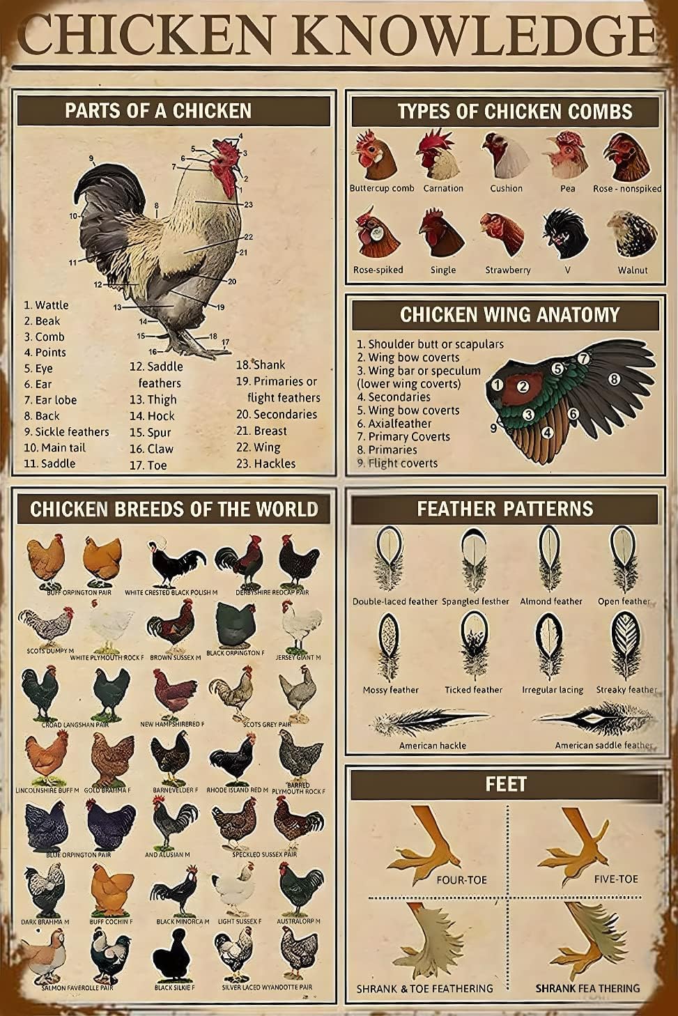 Chicken Knowledge Chicken Decor Metal Tin Sign Chicken Coop Signs Wall Decor Breeds Of Chickens Retro Farm Chicken Signs For Coop Funny Outdoor Decorations Parts Of Chicken Wing Anatomy Types Combs 8x12 inch