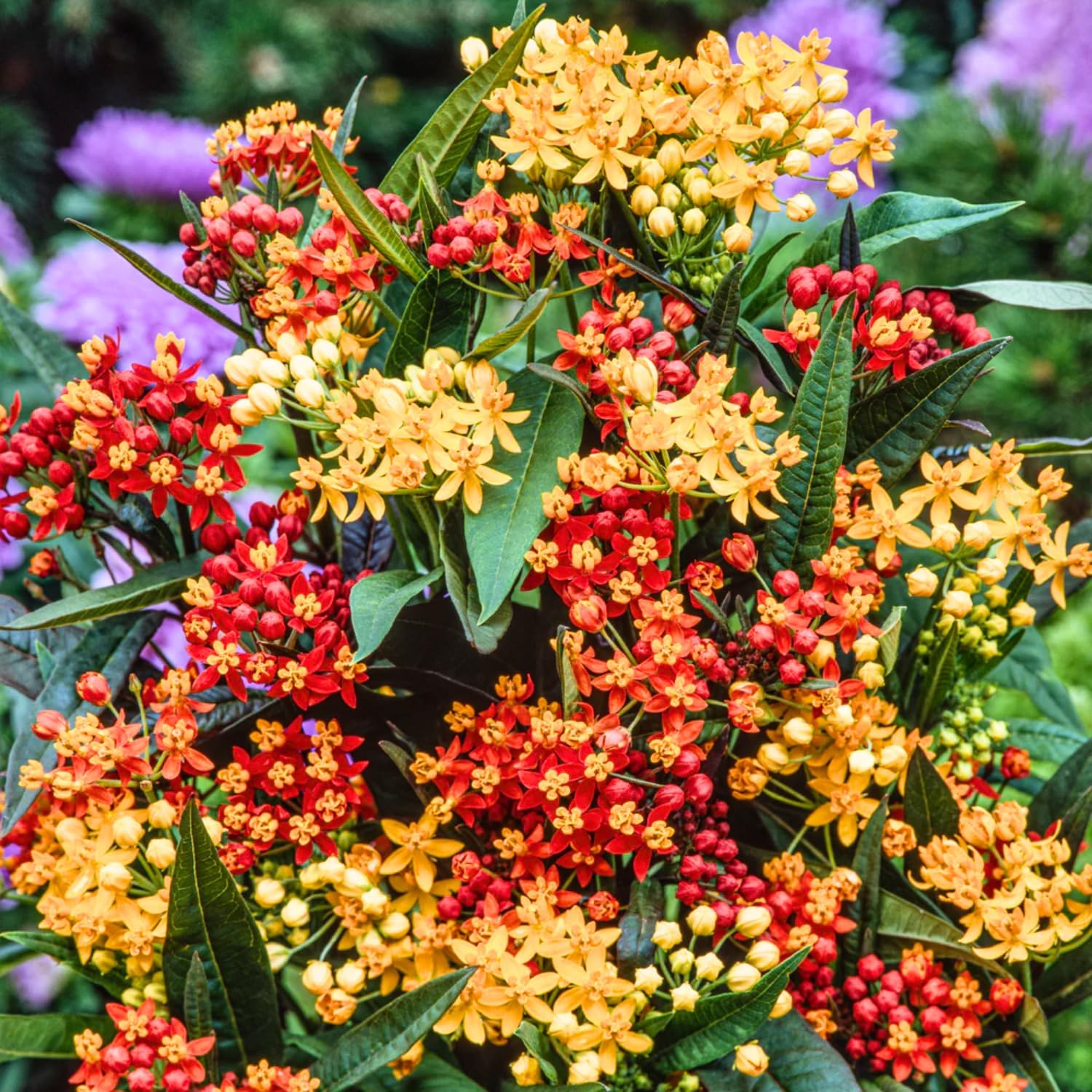 Pack 4 Butterfly Milkweed Plants Live, Milkweed Live Plants, 5-8" Height Asclepias Tuberosa Perennial Flowers Home Garden (Mix Milkweed)