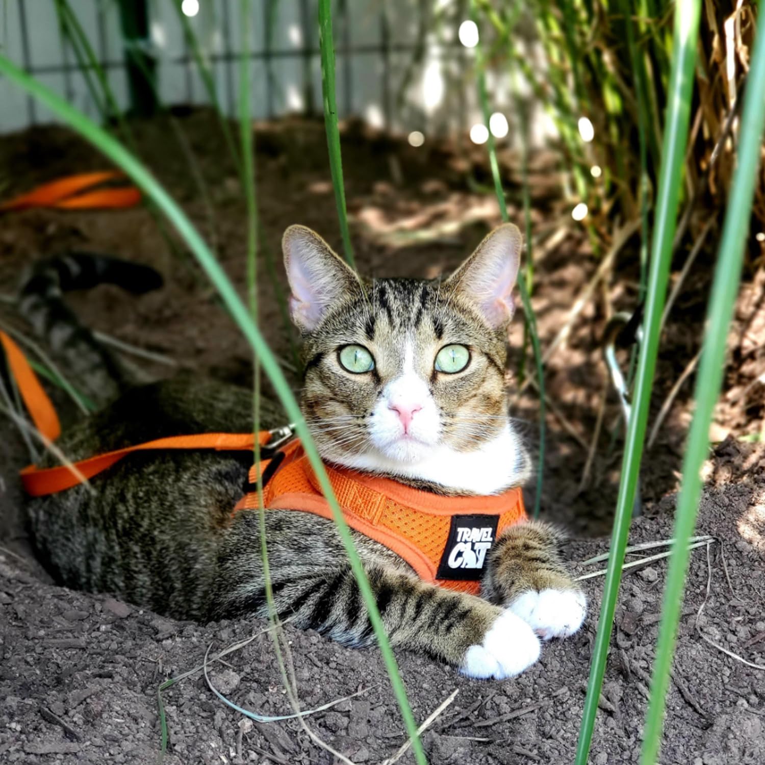 Travel Cat: The True Adventurer - Juego de arnés y correa reflectante para gatos y gatitos para caminar, ligero, transpirable, ajuste cómodo, correa fuerte con clip resistente a presión