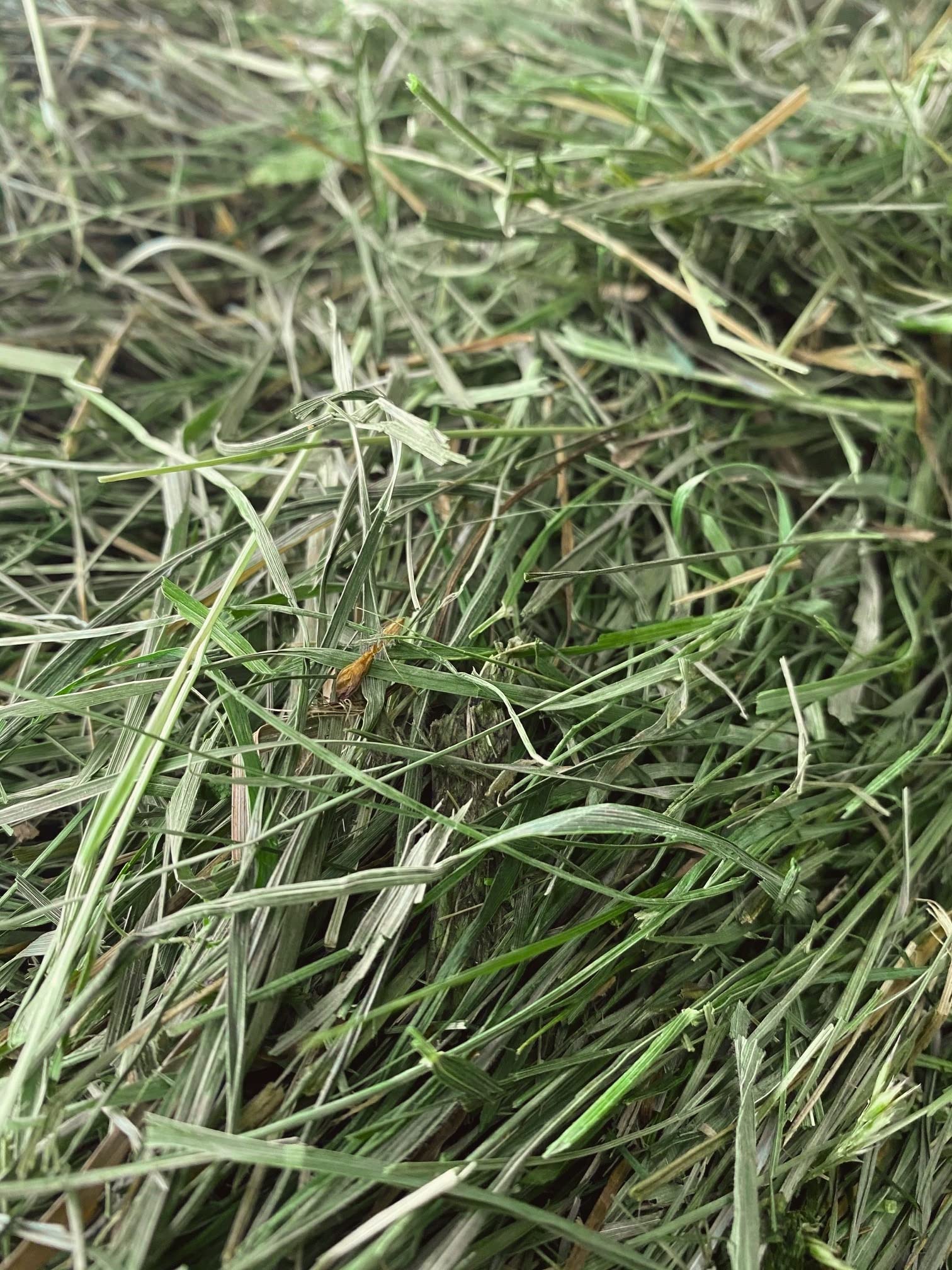 Heu 15kg - Frisch, Weich & Garantiert Grün - für Meerschweinchen und Kaninchen - Heißluft Getrocknet