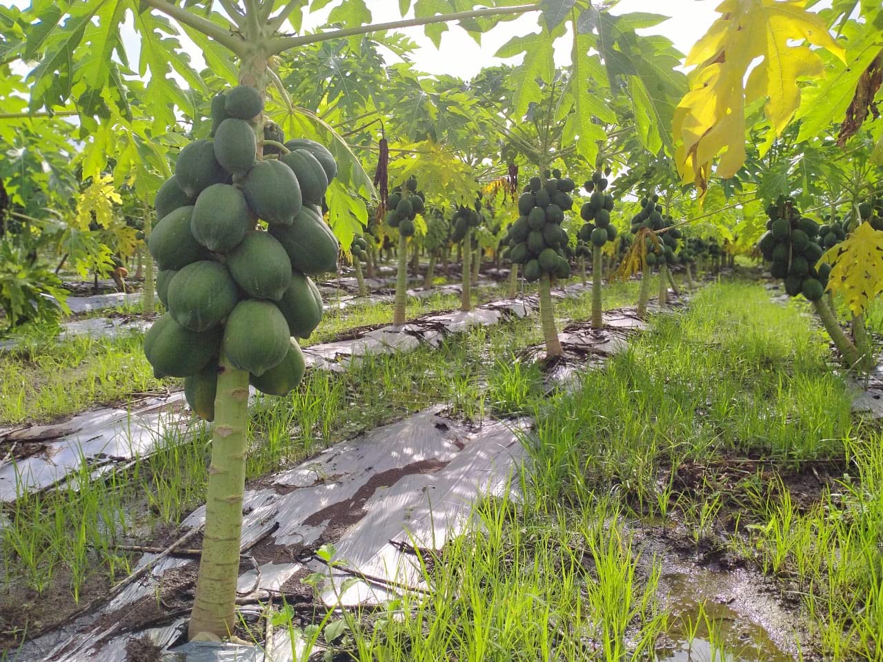 M-Tech Gardens Rare Papaya " Pusa Dwarf " Exotic 15 Fruit Seeds for Growing (B0BPBVXSKF) Amazon Price History, Amazon Price Tracker