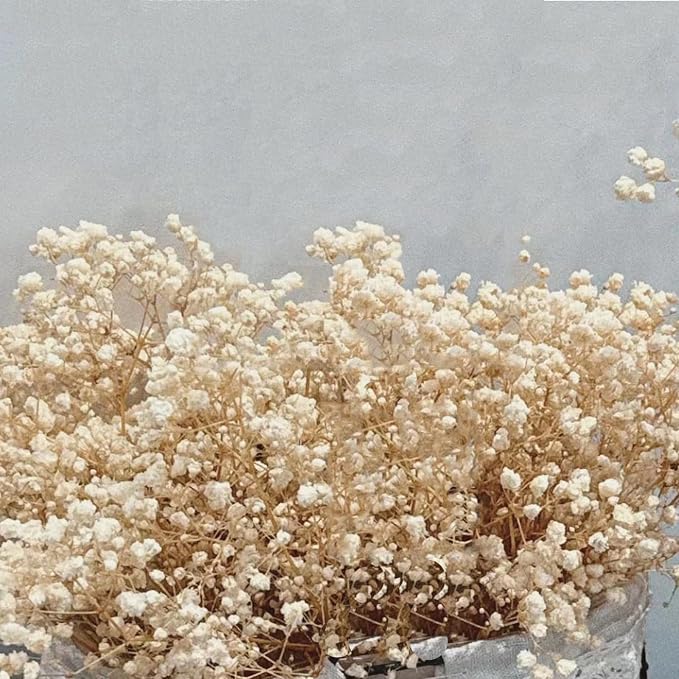 Flores Secas Dried Babys Breath para Decoración miniatura 6