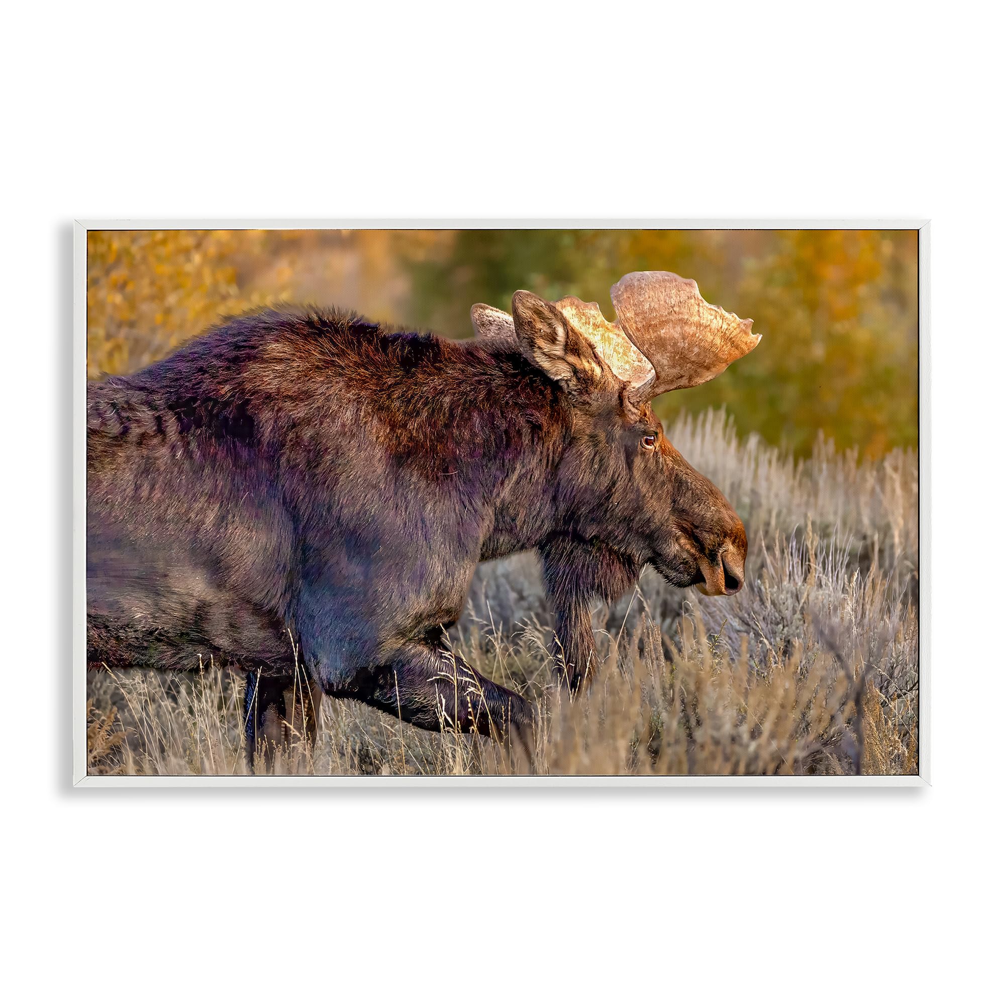 Stupell Industries 'Bull Moose At Dusk', Framed Giclee Art, White, 30 x 20 Inches, Easy to Hang and Sturdy, Made in USA, by Shelley Carlisle