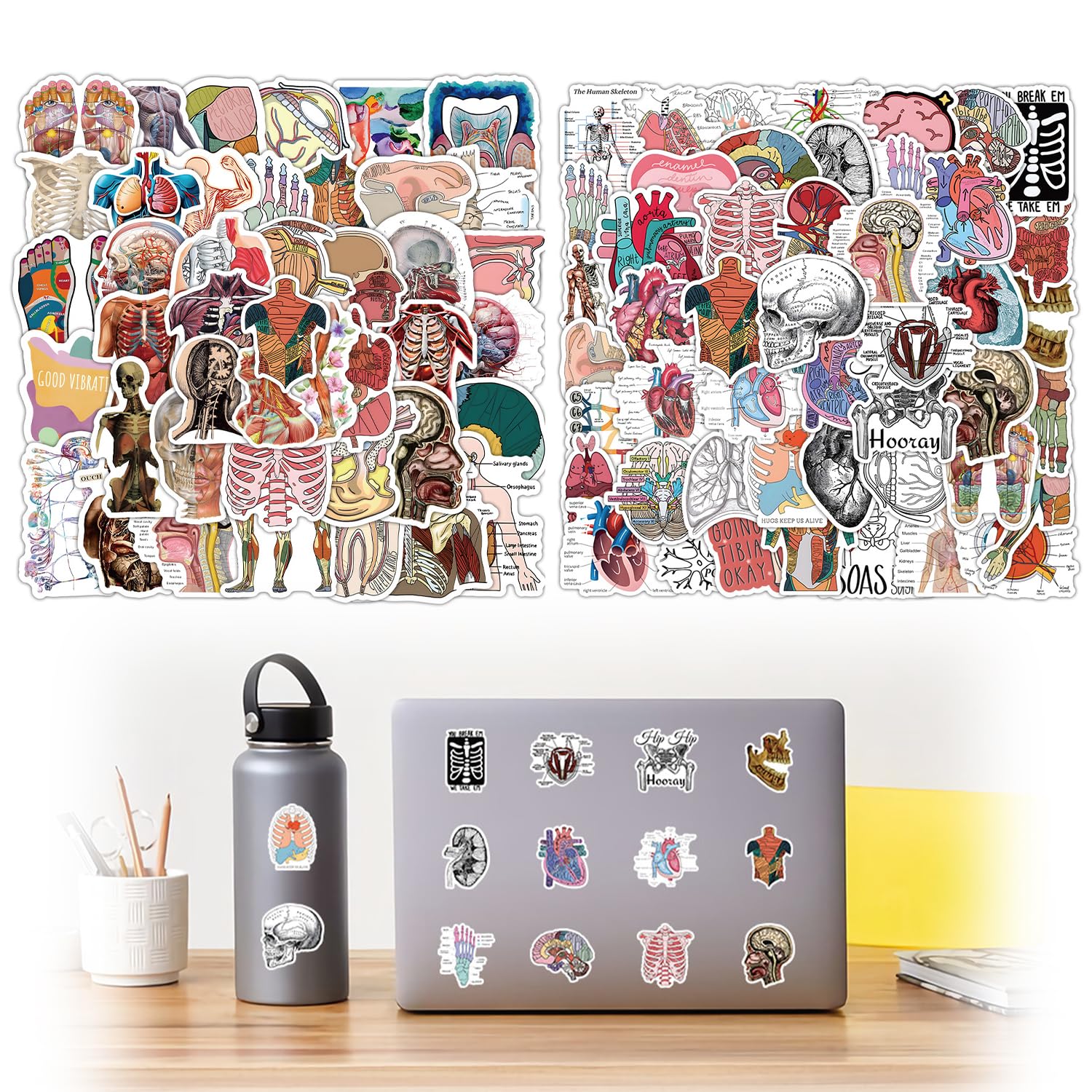 100 Pieces Body Anatomy Stickers, Computer Laptop Stickers, Organ Stickers, for Bicycle Luggage, Skateboard, Bumper, Motorcycle, Refrigerator, Laptop