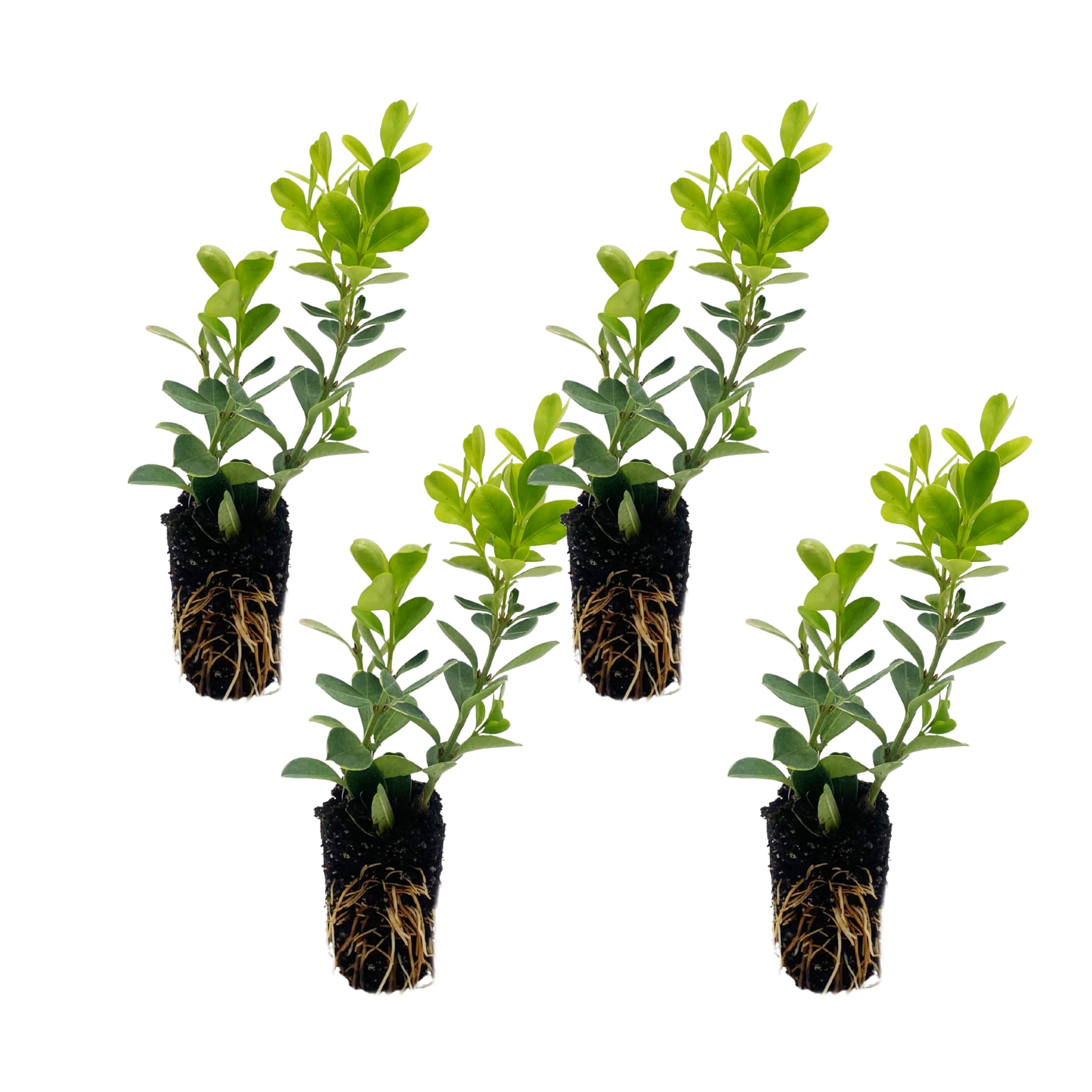 ragnaroc Japanese Boxwood 4ct Seedling Plugs