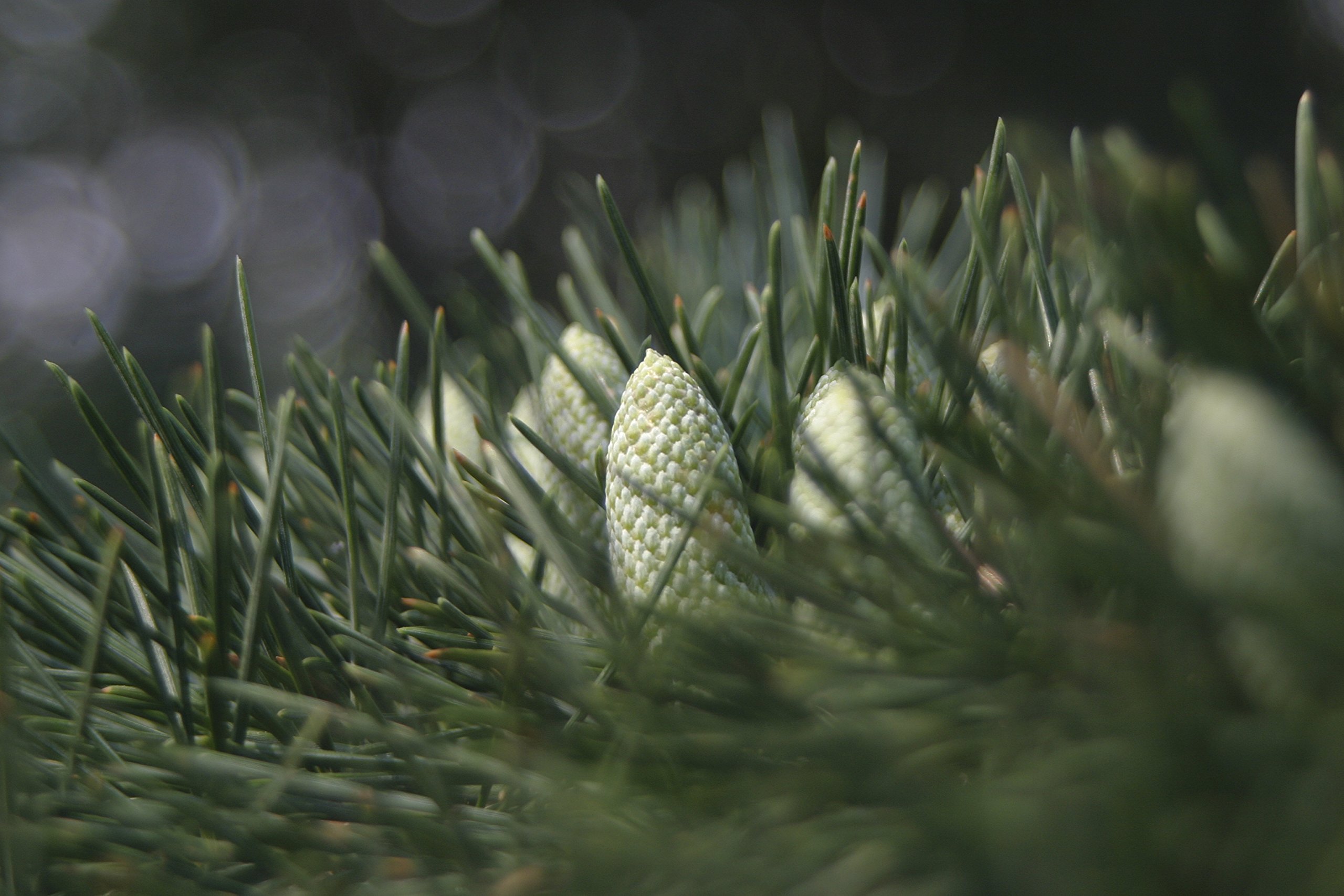 ヒマラヤシーダー　ファーストスノー　特大苗 2025年最新】ヒマラヤスギ苗の人気アイテム - メルカリ