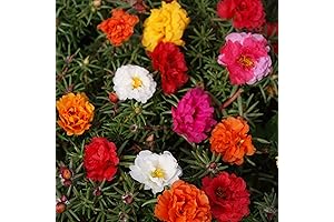 Outsidepride 5000 Seeds Annual Portulaca Moss Rose Ground Cover Seed