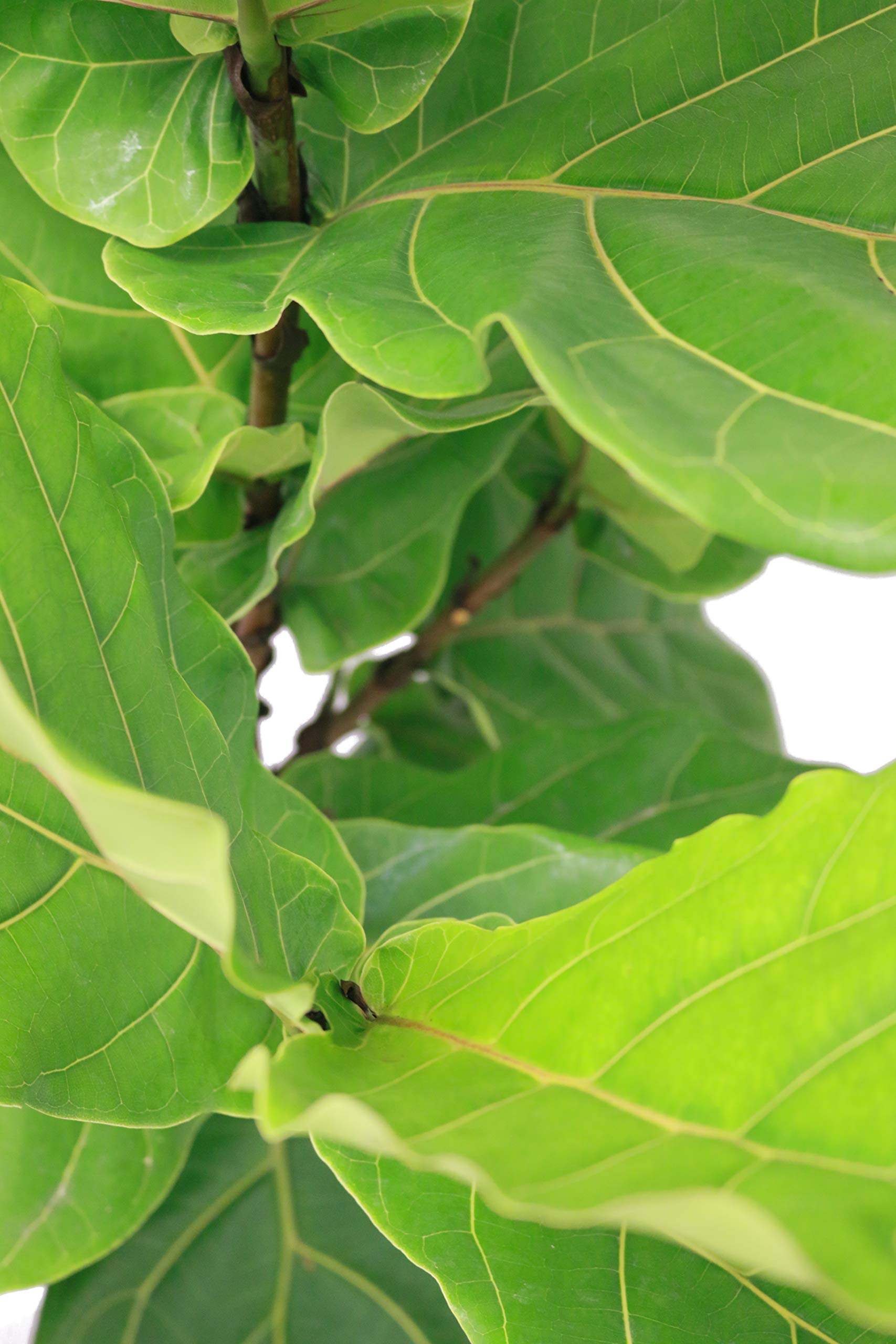 Costa Farms Live Indoor Ficus Lyrata, Fiddle Leaf Fig Tree Floor