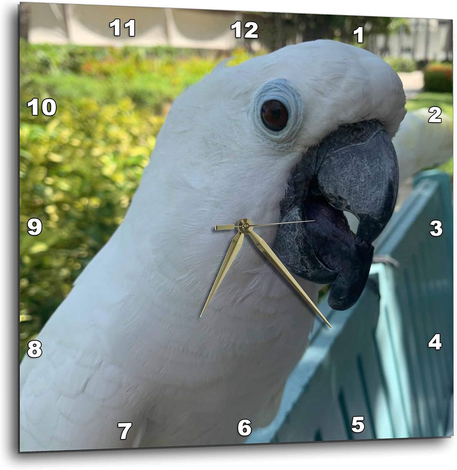 3dRose Wall Clock Silent - 13 inch - White Cockatoo - Animals