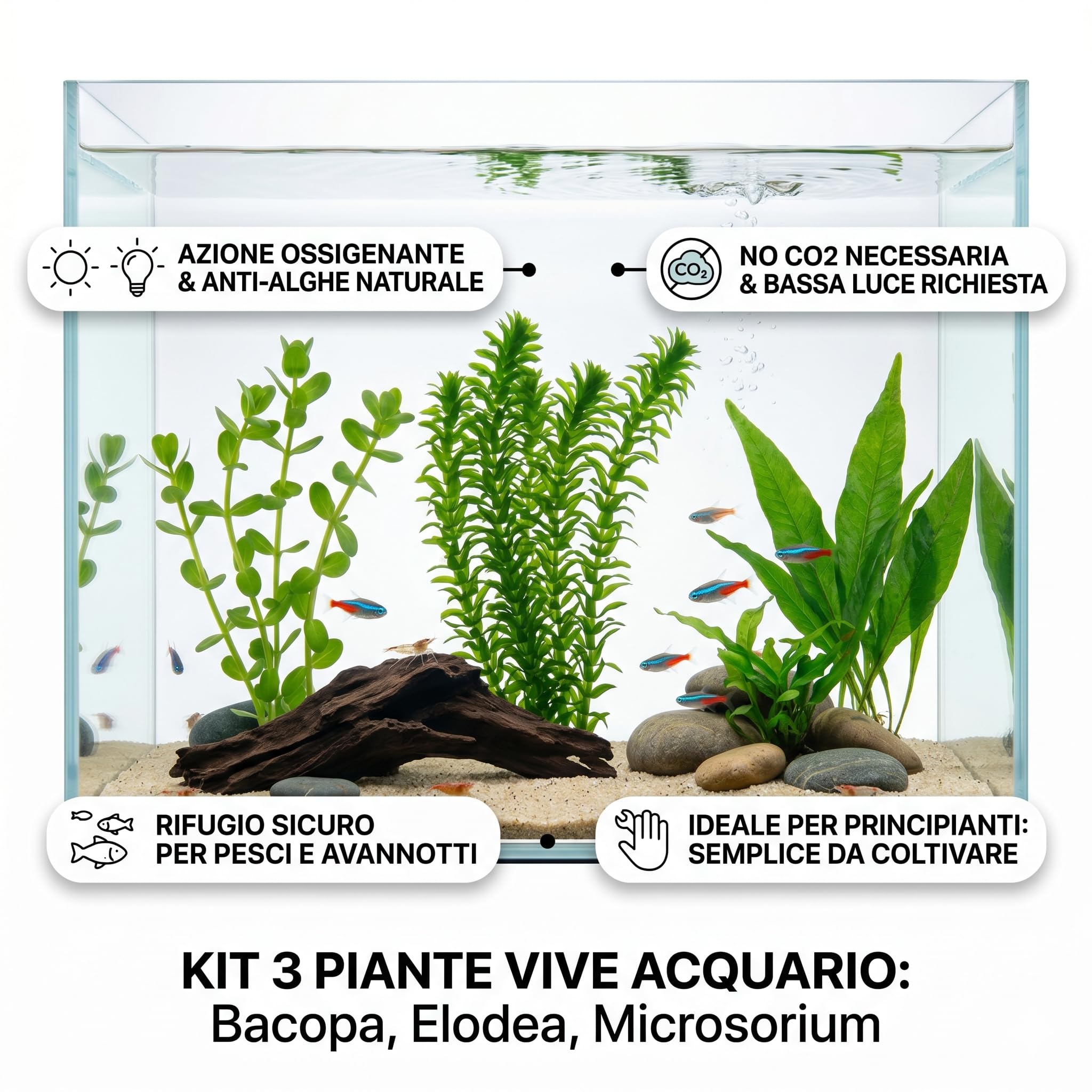 Set 3 Piante Vere Acquario: Bacopa, Elodea Densa, Microsorium Pteropus - Kit Piante Vive per Pesci d'Acqua Dolce, Facili da Coltivare e Ideali per Principianti in Ogni Acquario