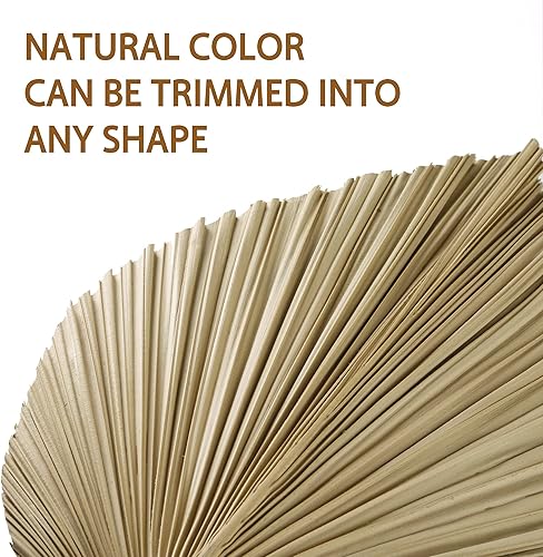 Vista 7 de Sggvecsy Paquete de 4 abanicos de hojas de palma secas naturales de 16 pulgadas para decoración bohemia de boda, hogar, fiesta, cocina, jarrón