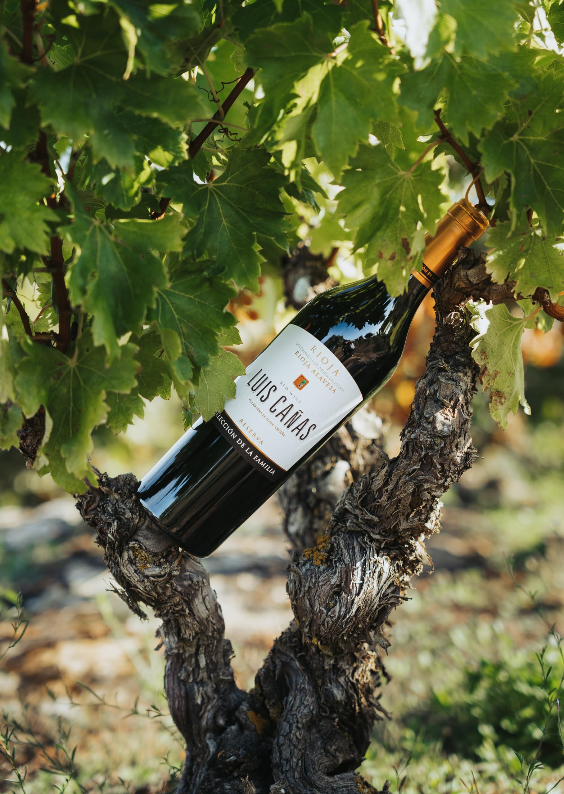 Luis Cañas - Vino Tinto con D.O. Rioja - Reserva Familia - Variedad Tempranillo, Carbernet-Sauvigon - Notas de Fruta Negra - Barricas Roble Francés y Americano - Estuche Cartón - 2 Botellas de 75 cl