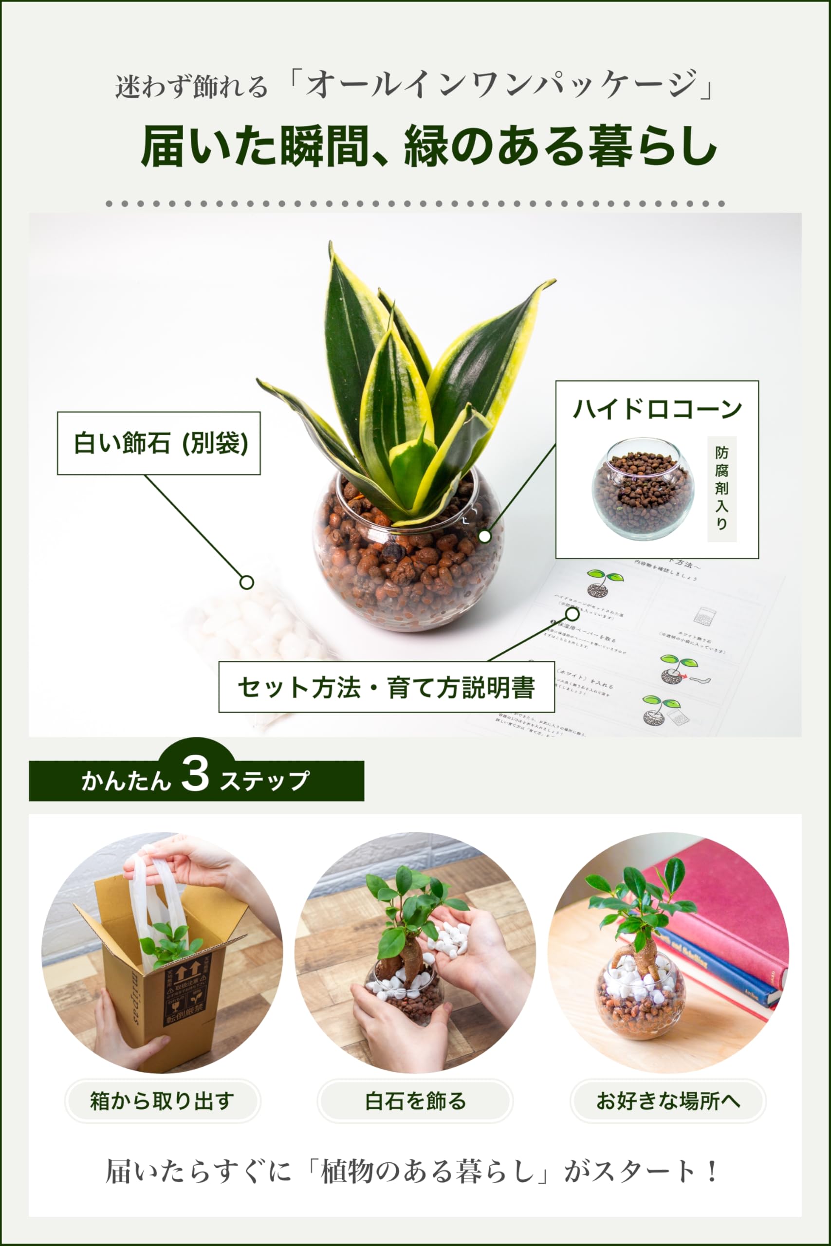 Amazon｜[ miipas ] サンスベリア ハイドロカルチャー 観葉植物 本物