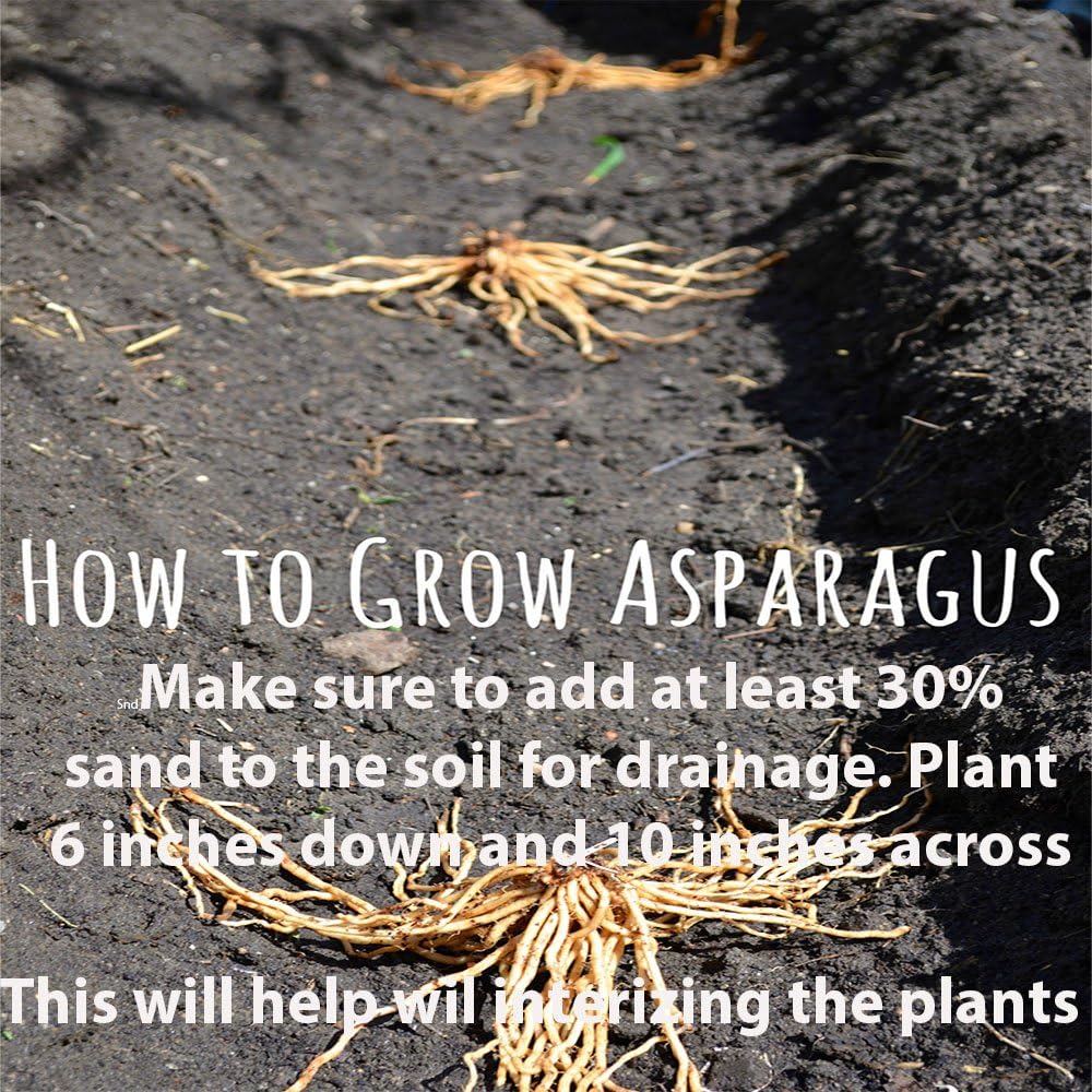 Jersey-Knight 25 Live Asparagus Bare Root Plants -2yr-Crowns from Hand Picked Nursery