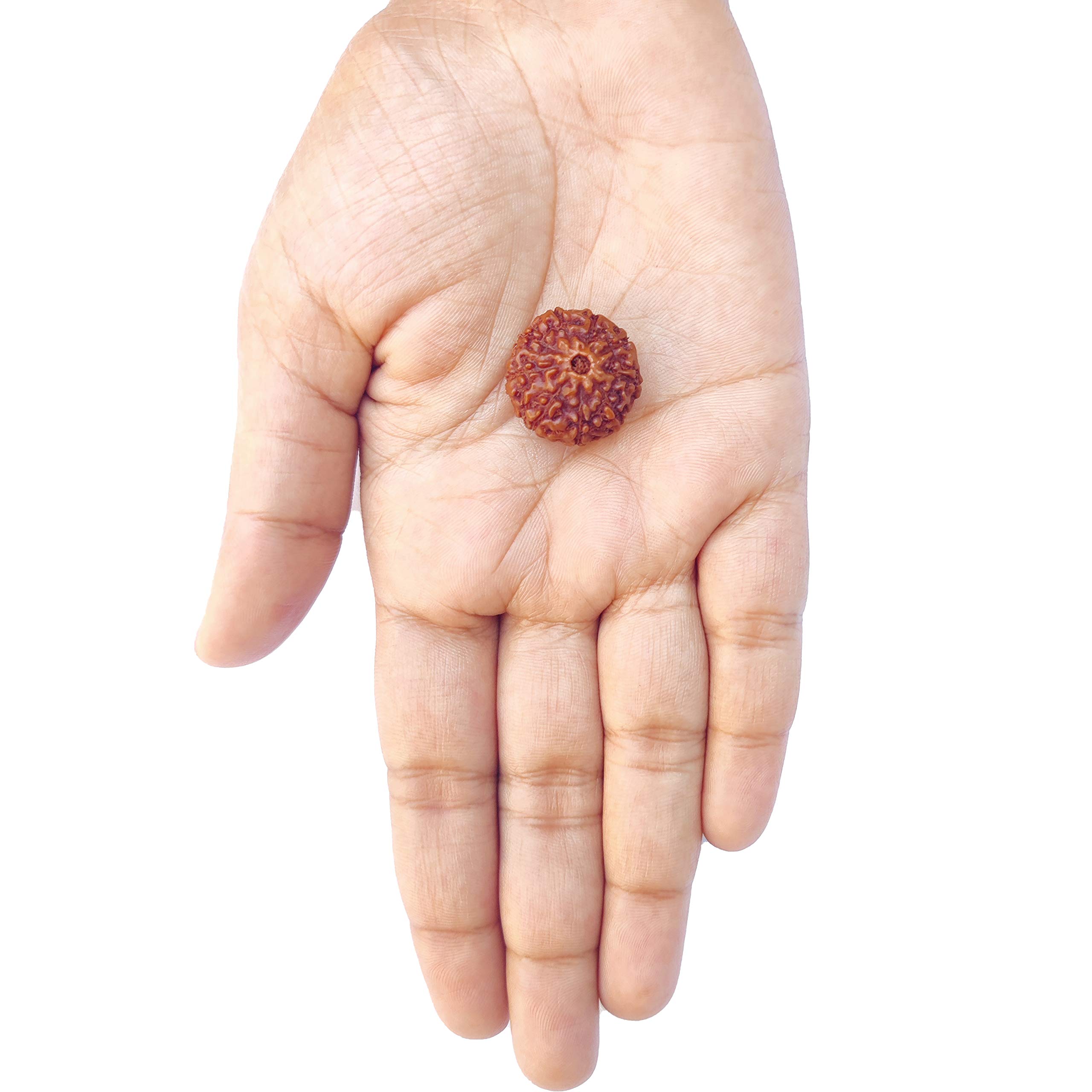 Wonder Care Perlina originale nepalese Rudraksha, naturale, rudra, rosario religioso, Legno