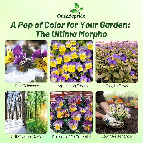 Miniatura 2 de Outsidepride Pansy Ultima Morpho - Planta de interior o jardín al aire libre para camas, macetas y contenedores, 50 semillas