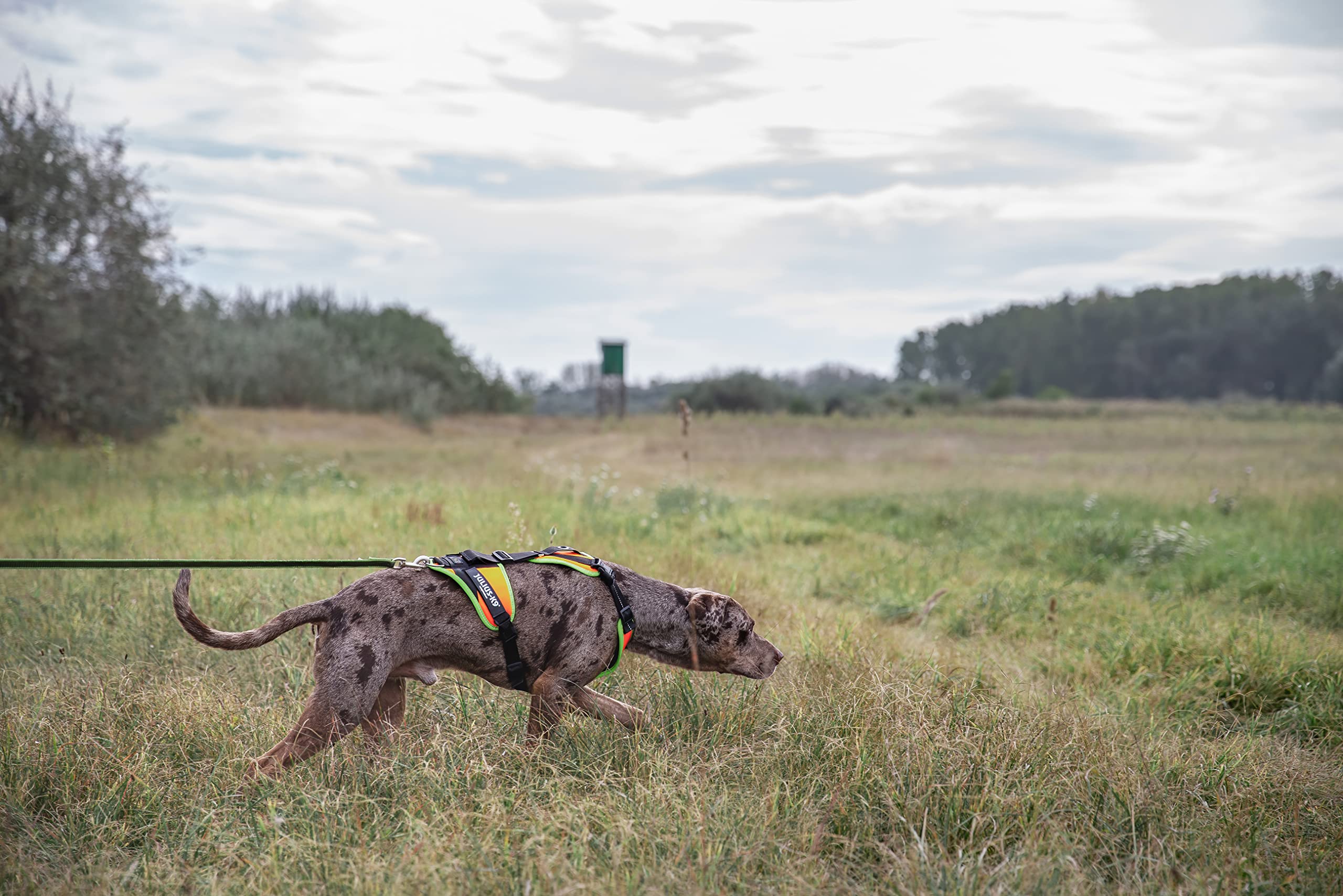 JULIUS K-9 JK9 Mantrailing Hundegeschirr, UV orange mit neon Rand, XS