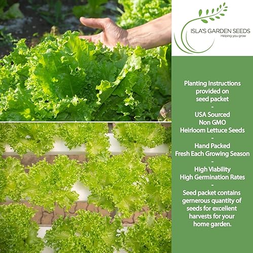 Miniatura 2 de Grand Rapids - Semillas de lechuga TBR para plantar, más de 1000 semillas tradicionales por paquete, semillas de jardín de Isla