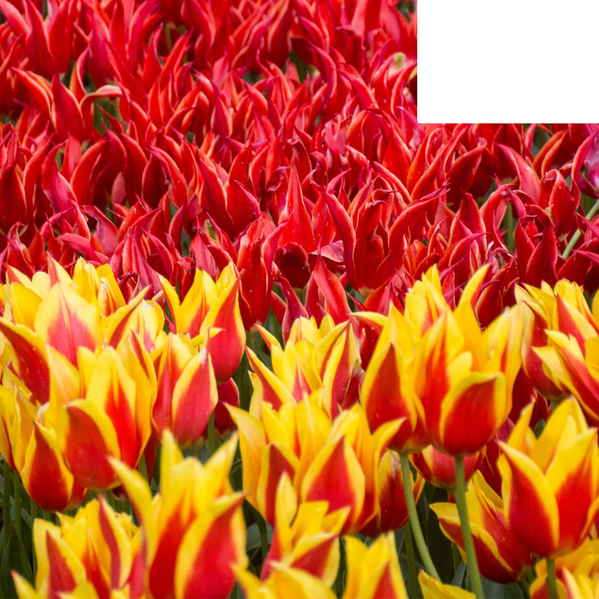 Bulbos de tulipán 'Fire Wings' | 20 Piezas | Tulipán rojo-amarillo flameado - 30-50cm - Ø5cm - bulbo de flor - Planta de jardín
