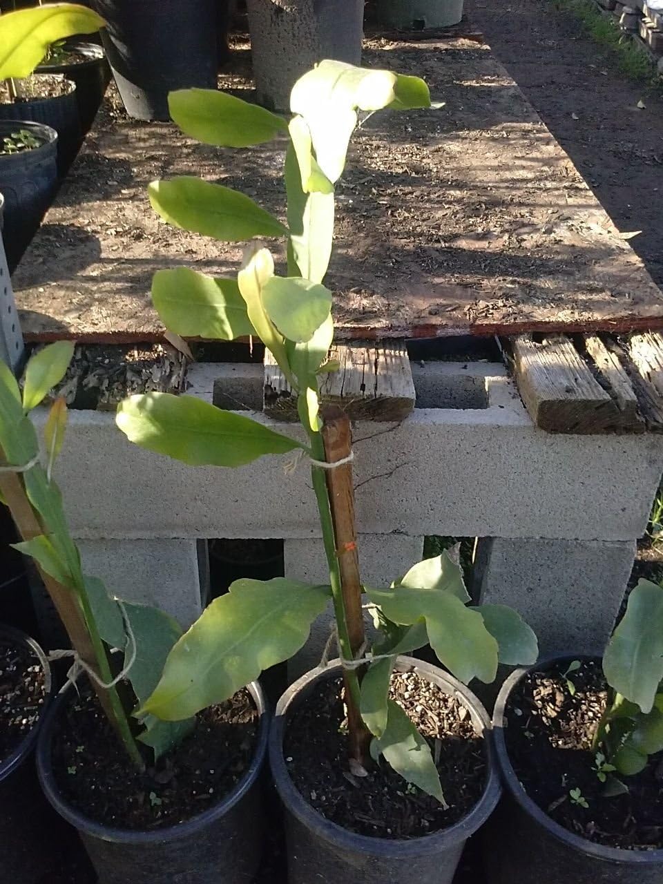 Epiphyllum Oxypetalum - Queen of The Night - 1 Feet Tall - Ship in 1 Gal Pot