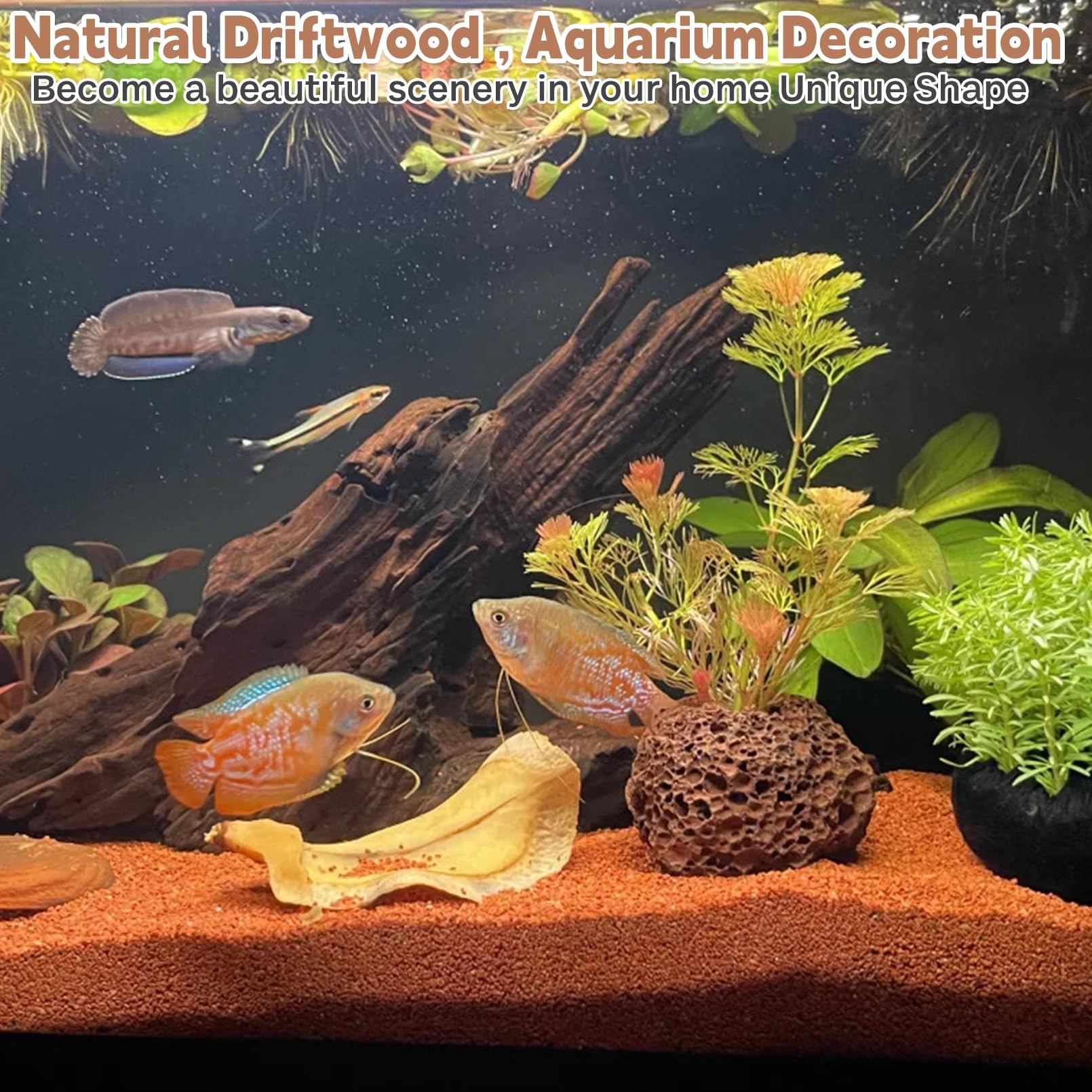 PINVNBY - Madera flotante natural para decoración de acuarios, peceras y terrarios para reptiles