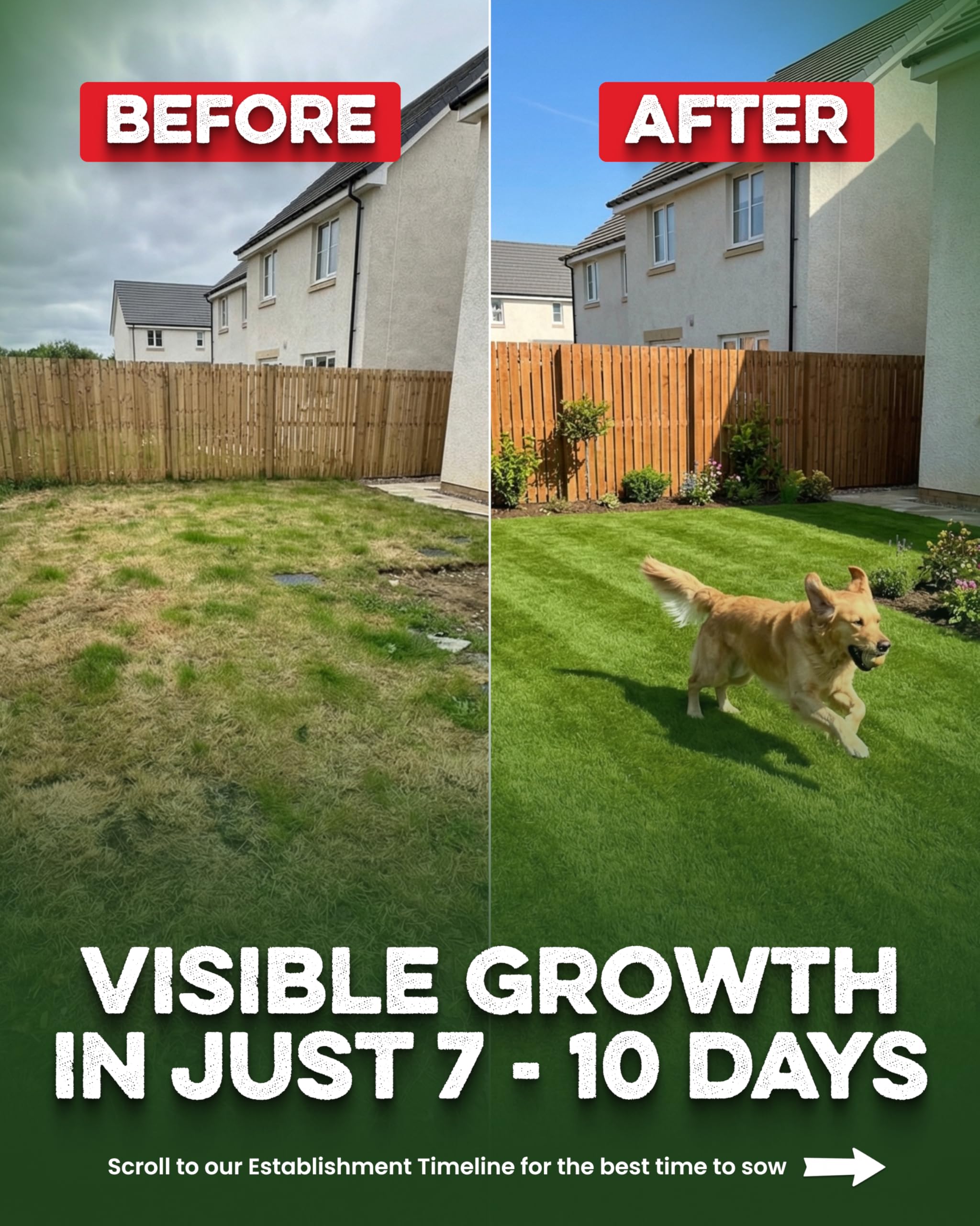 Grassias Fast Growing Grass Seed – 1.70KG Premium Quality Lawn Seed for Overseeding & New Lawns – Hard Wearing & Pet Friendly - Perfect for UK Lawns - Winter & Defra Approved — view 4