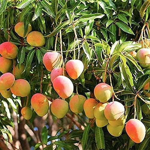 Miniatura 8 de QAUZUY GARDEN 2 semillas de mango prémium para plantar  Semillas de frutas tradicionales sin OMG  Árbol frutal exótico tropical para plantar jardín,