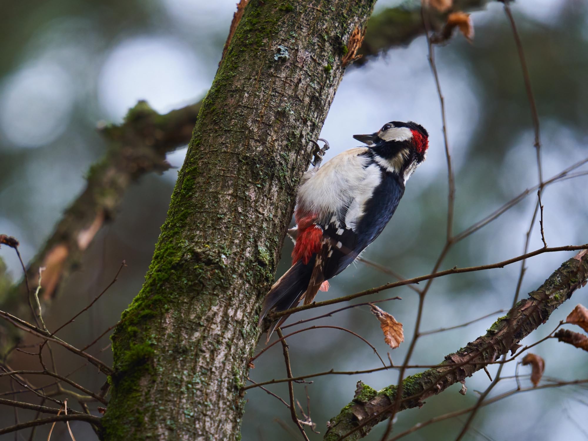 Evergreen Farm and Garden Vogelfutterzylinder mit Loch - Vogelfutter für Wildvögel im Freien (kleiner Zylinder, Rotschopf Spezial 2er-Pack)