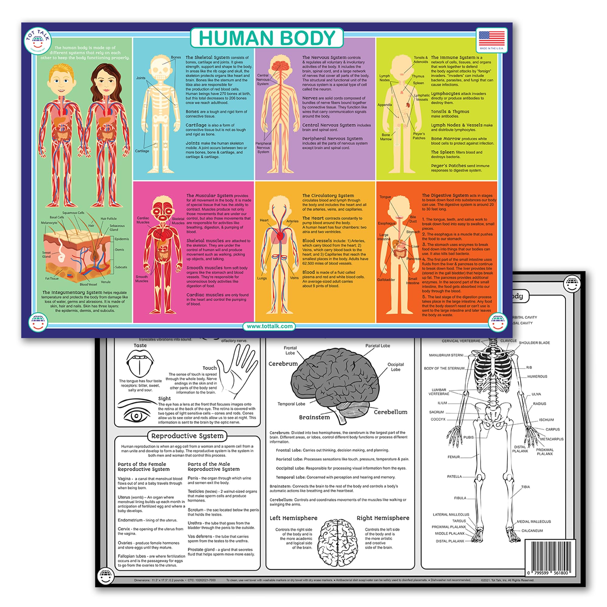 Tot Talk Human Body Educational Placemat for Kids, Washable and Long-Lasting, Double-Sided, Made in The USA