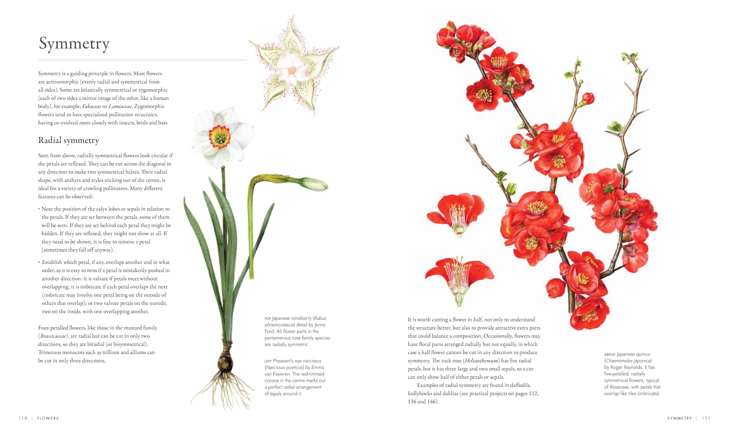 RHS Watercolour Botanical Art: A Practical Guide for Artists