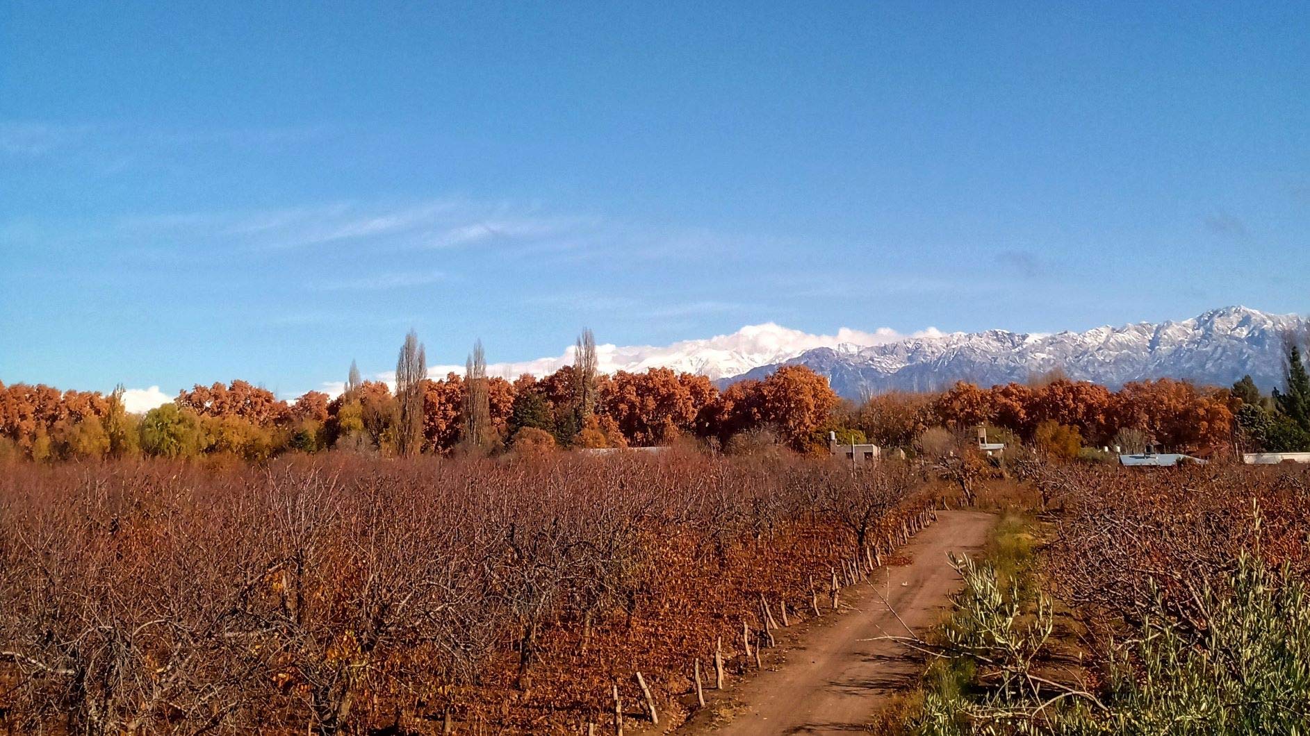 Harvest a Grape: A guided walking tour of an Argentine vineyard