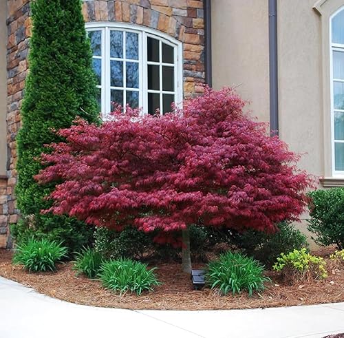 Miniatura 3 de 30 semillas de árbol de arce japonés rojo (Acer Palmatum Atropurpureum) - Belleza vibrante del jardín