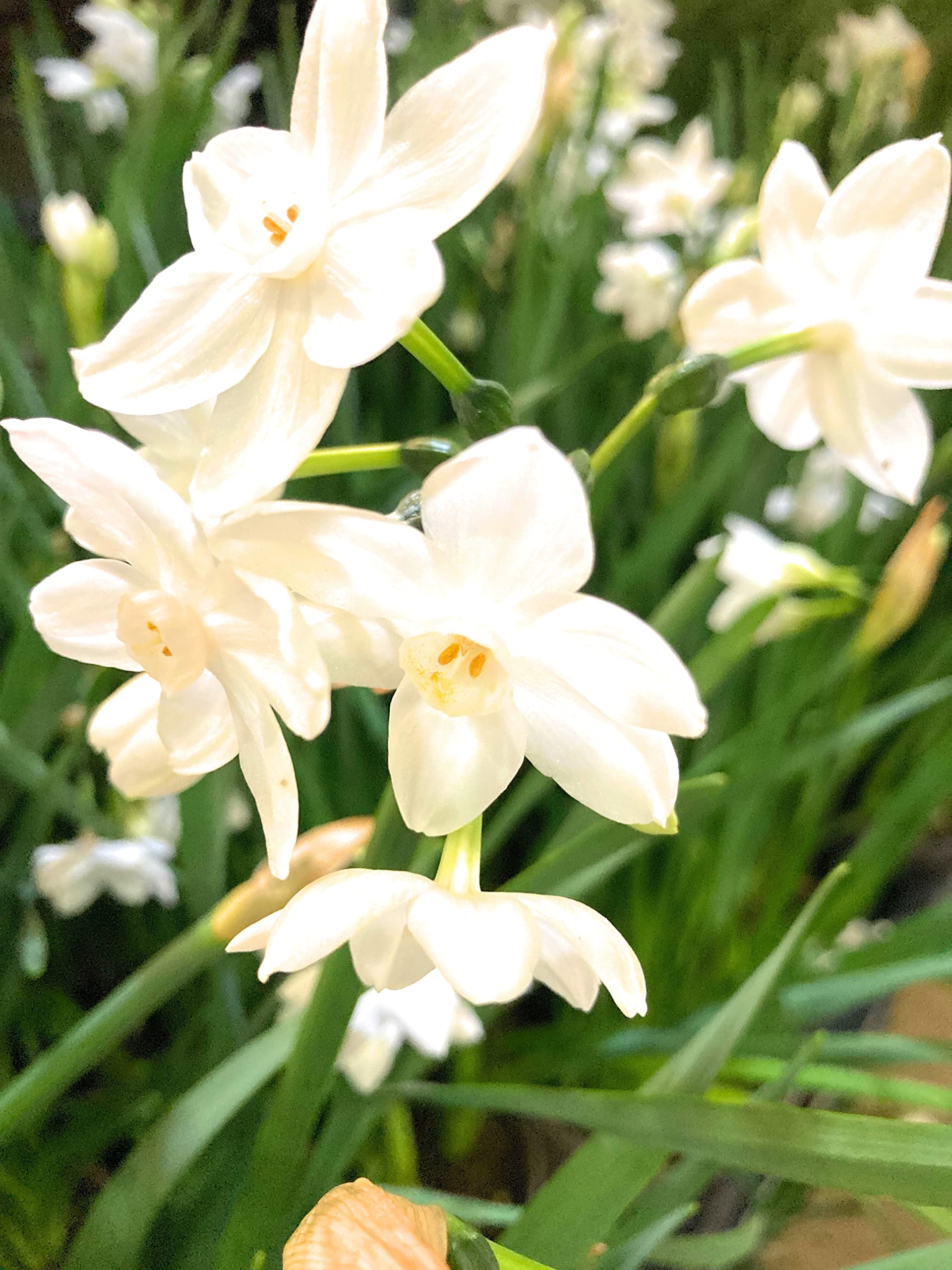 5 x Stunning Spring Daffodil Bulbs - Paperwhite 'Narcissus papyraceus' Variety Ready to Plant (Free UK Postage)