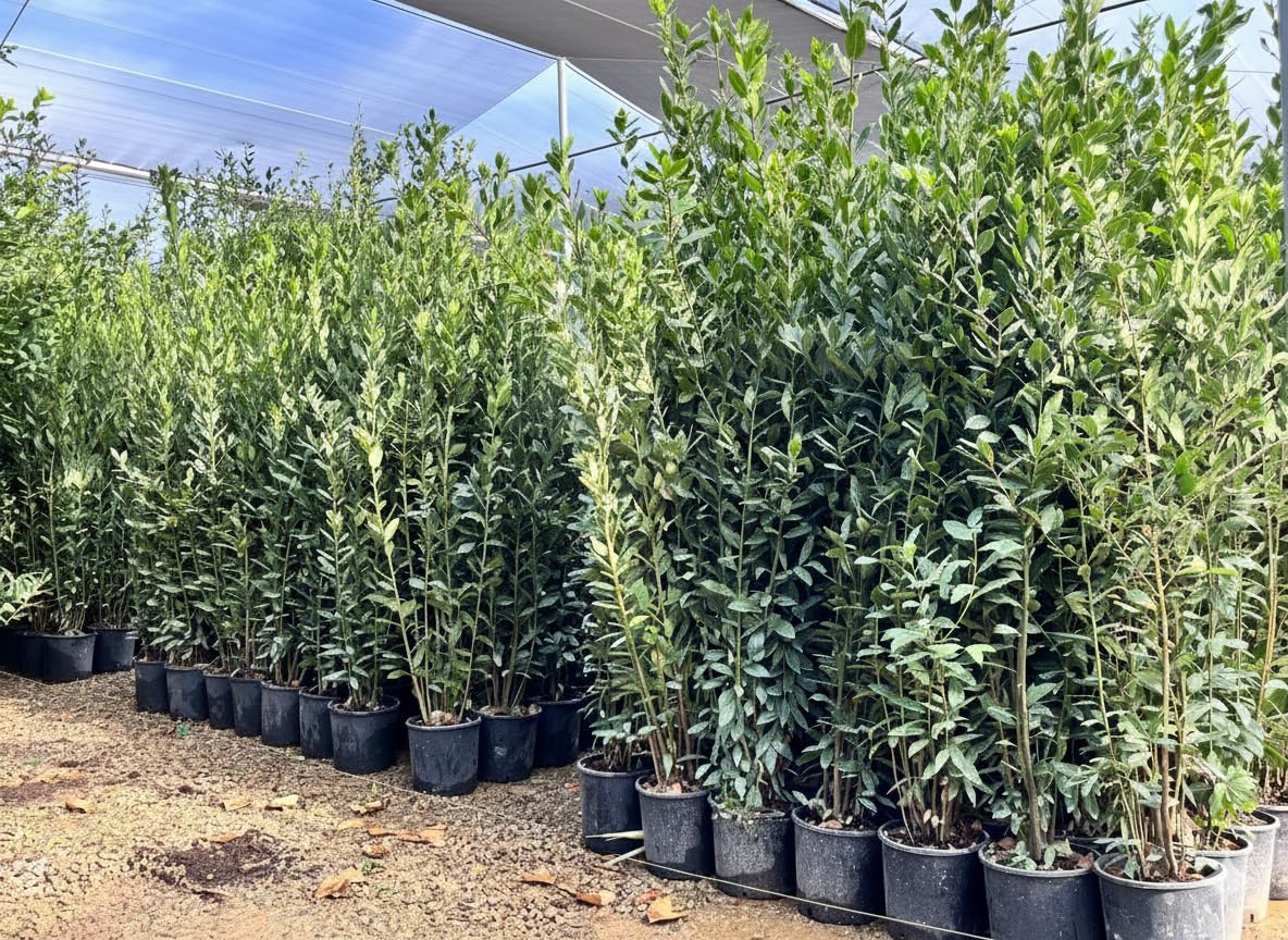 Laurus Nobilis - Laurus Nobilis - Arbuste à feuilles persistantes - 160 cm - Résistant à l'hiver - Pot de 10 l - Plante en pot de qualité supérieure pour jardin et terrasse - Laurier aromatique aux