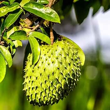 ゴールデンサワーソップ苗(Annona muricata) バンレイシ各種苗 サワーソップ、ゴールデンサワーソップ、トゲ