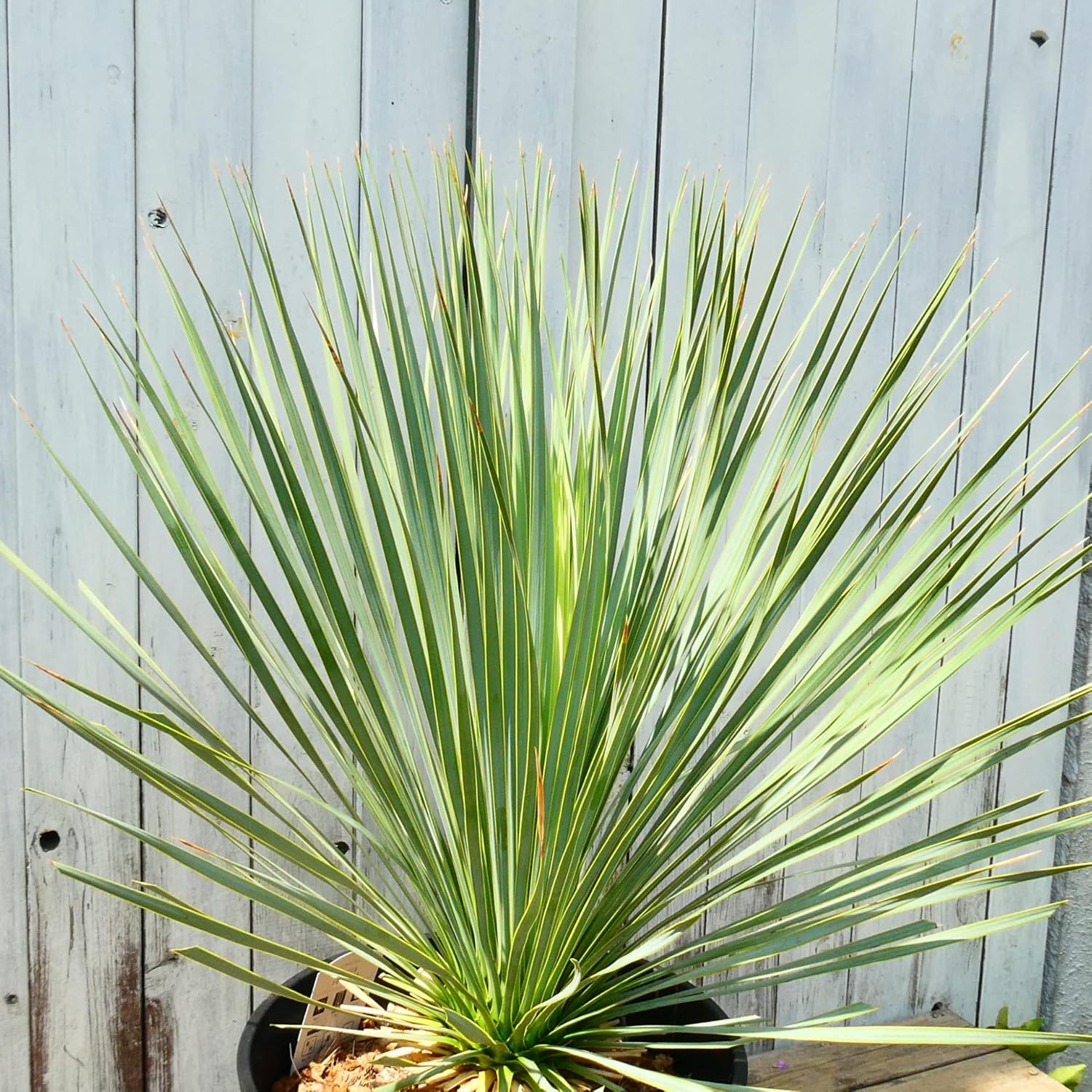 庭木 苗木 ユッカ ロストラータ 15cmポット 植木 多年草 