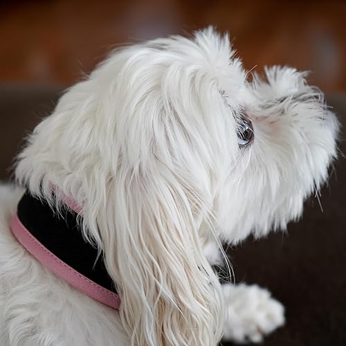 Miniatura 7 de Collar de perro de alta calidad, soporte para Airtag de Apple, ajustable, resistente, reflectante 3M, sin rozaduras, malla de aire ultra suave,