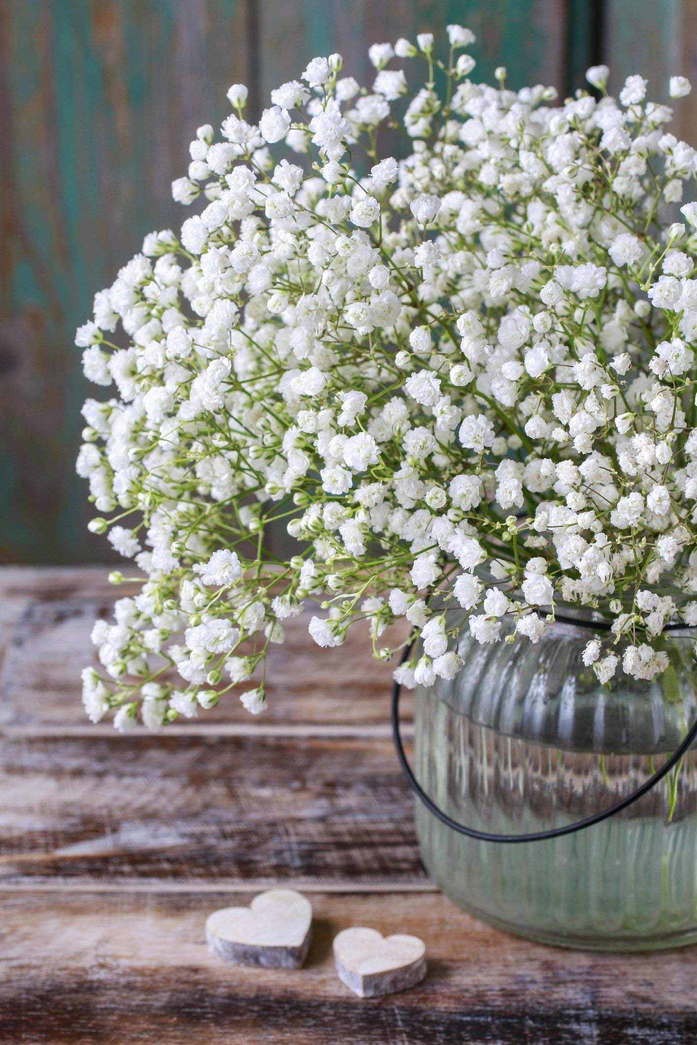Amazon.com : Baby's Breath Seeds : Patio, Lawn & Garden