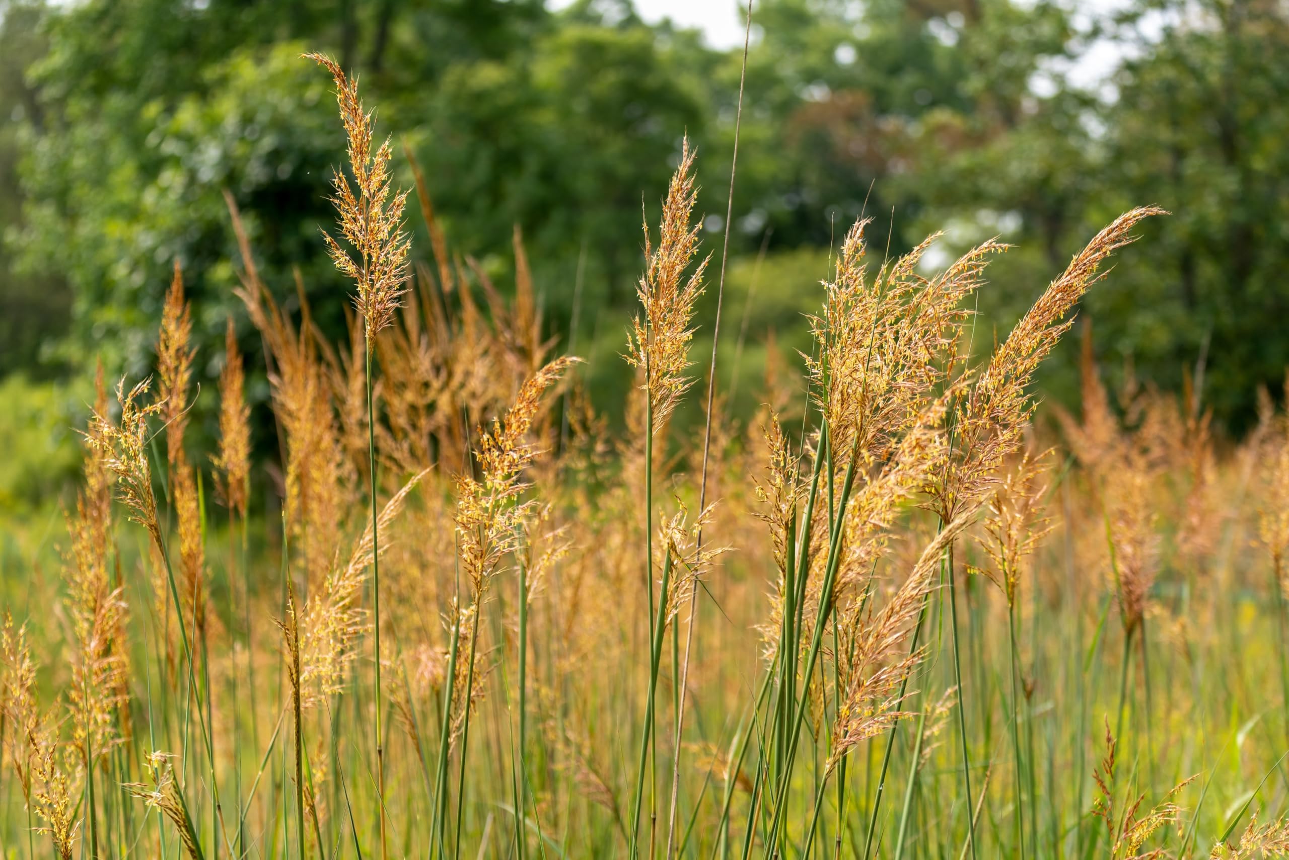 Stauden Gänge 10 x Sorghastrum nutans Indianergras winterhart