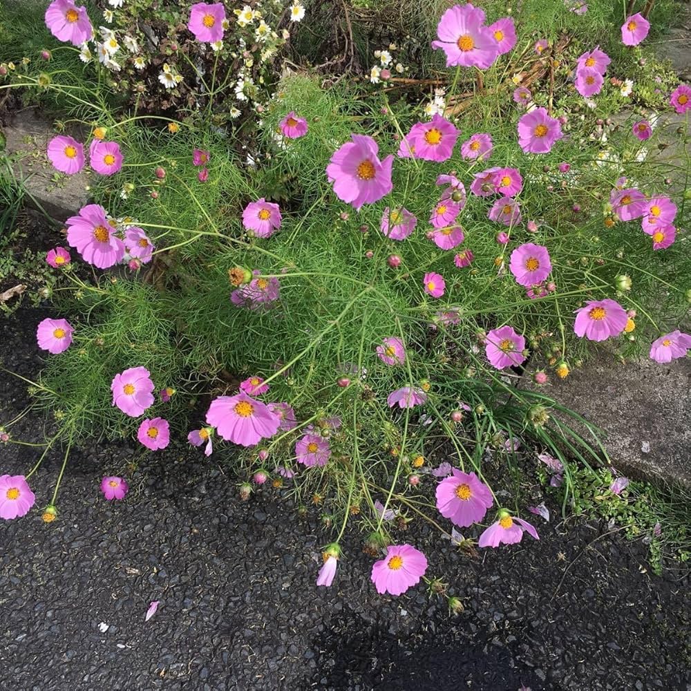 かお様♡秋桜の苗サイズのご確認陽です。 楽天市場】矮性コスモス ミックス 苗 9センチポット 3号 秋桜