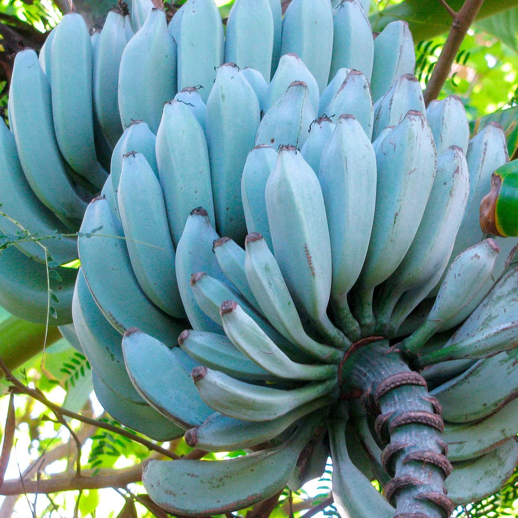 Guruji Plantation Banana Outdoor Fruit Plant For Home and Garden with Pot (Pack of 1) (Blue) (B0BNJCX4T1) Amazon Price History, Amazon Price Tracker