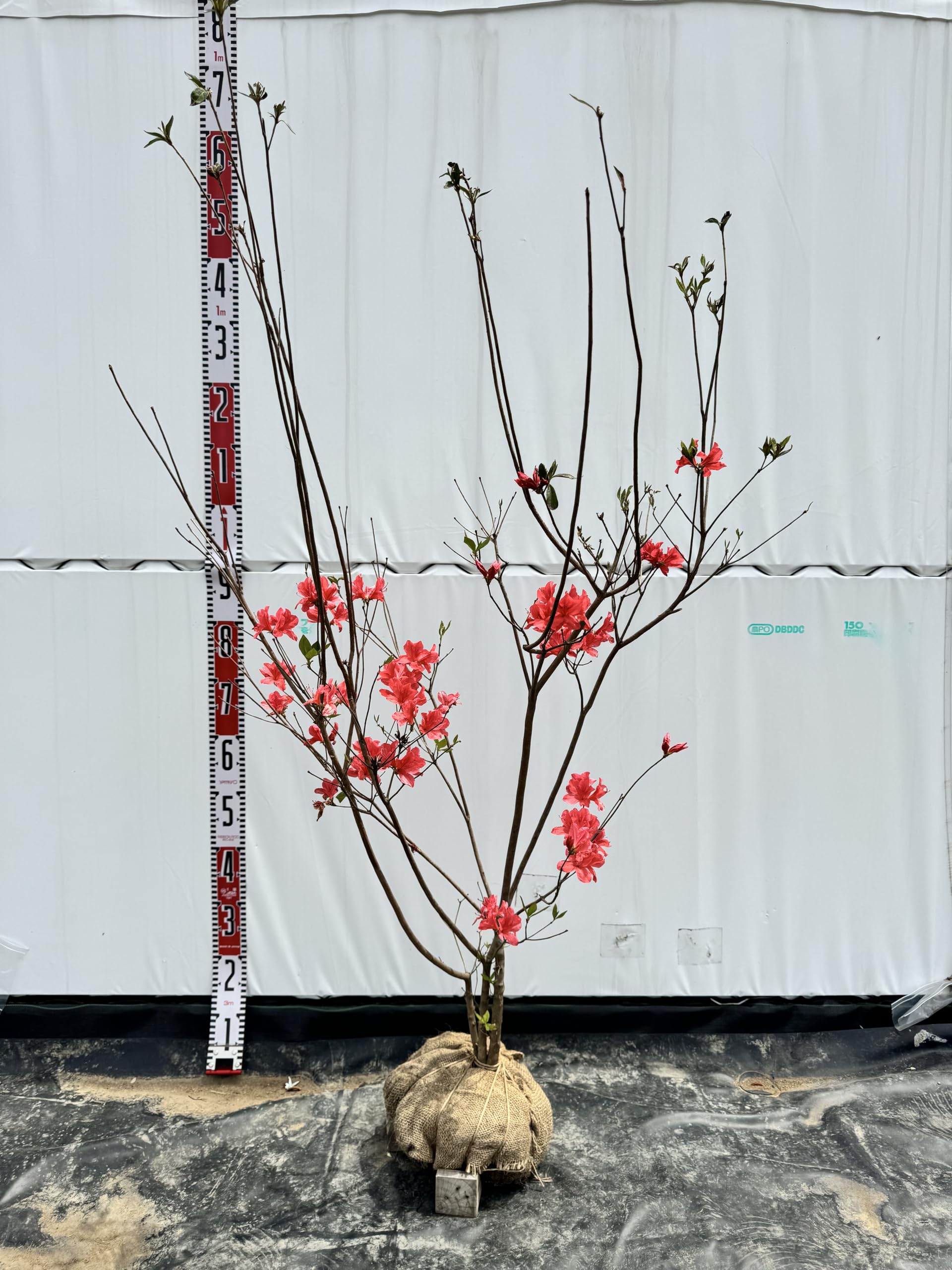 Amazon.co.jp: 『植木/庭木/苗木』山躑躅(ヤマツツジ)《朱色》/大株 Amazon.co.jp: 『植木/庭木/苗木』山躑躅(ヤマツツジ)《朱色》/大株