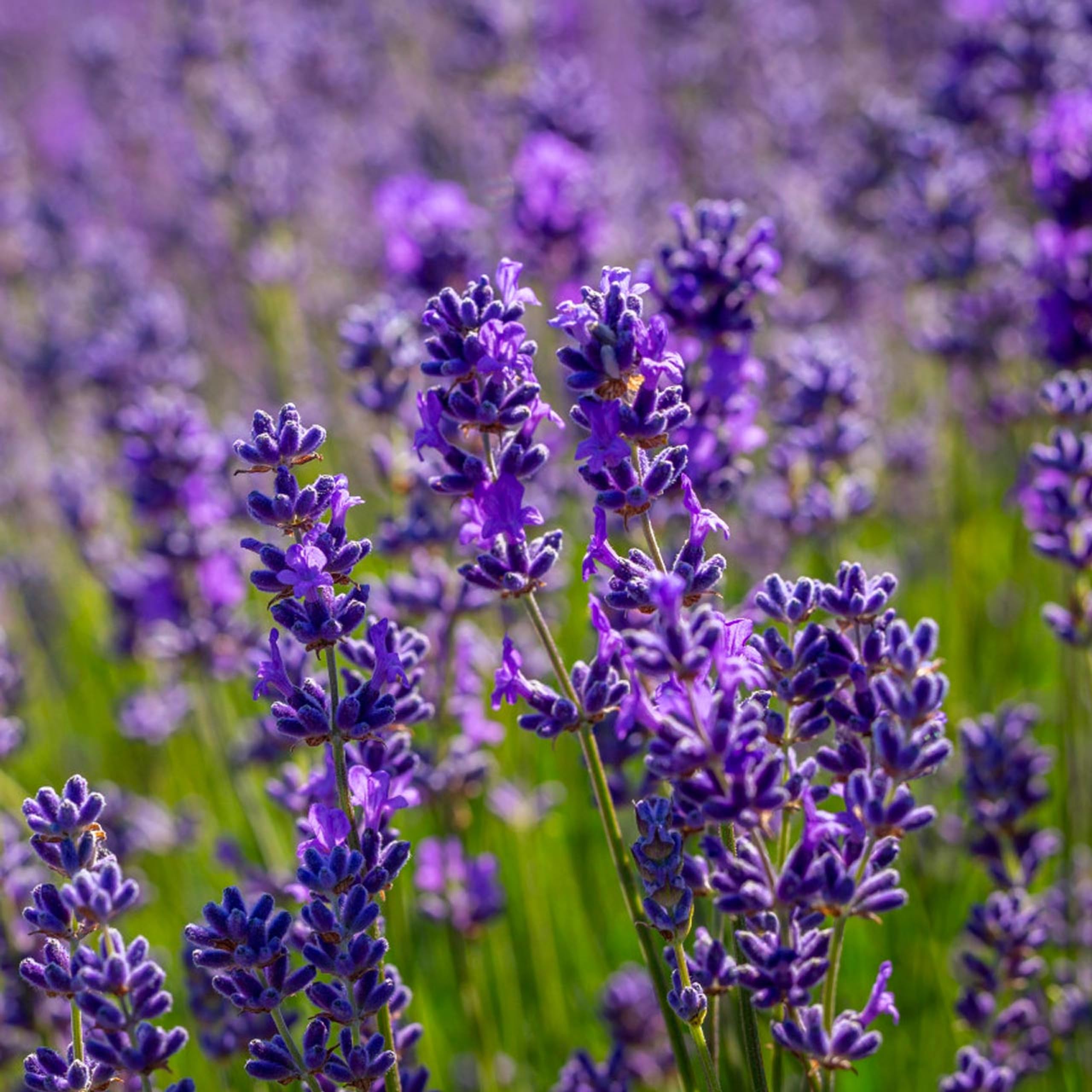 Lavandula angustifolia 'Vera' 1 Litre Size x 3 Plants