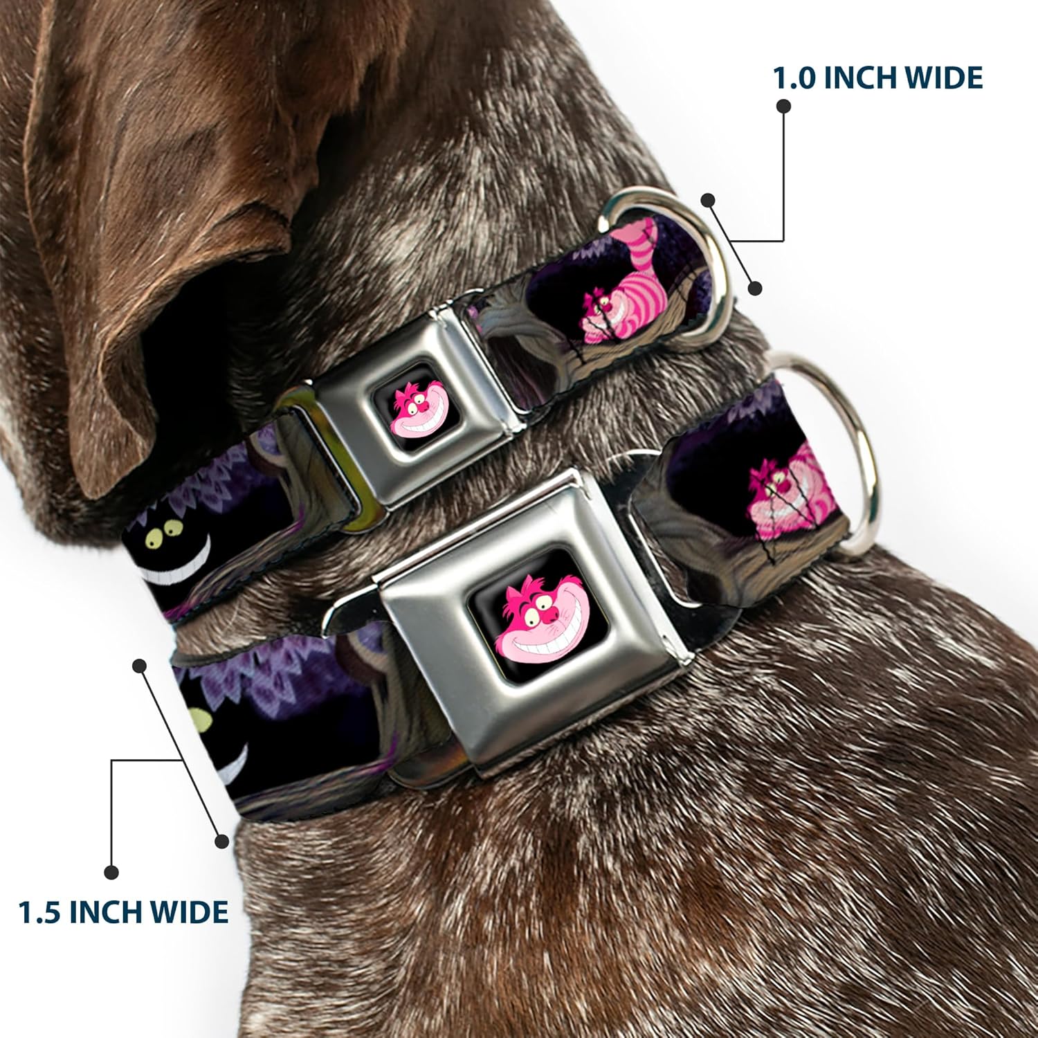 Disney Pet Collar, Dog Collar Metal Seatbelt Buckle, Alice The Cheshire Cat Scenes, 11 to 16.5 Inches 1.0 Inch Wide