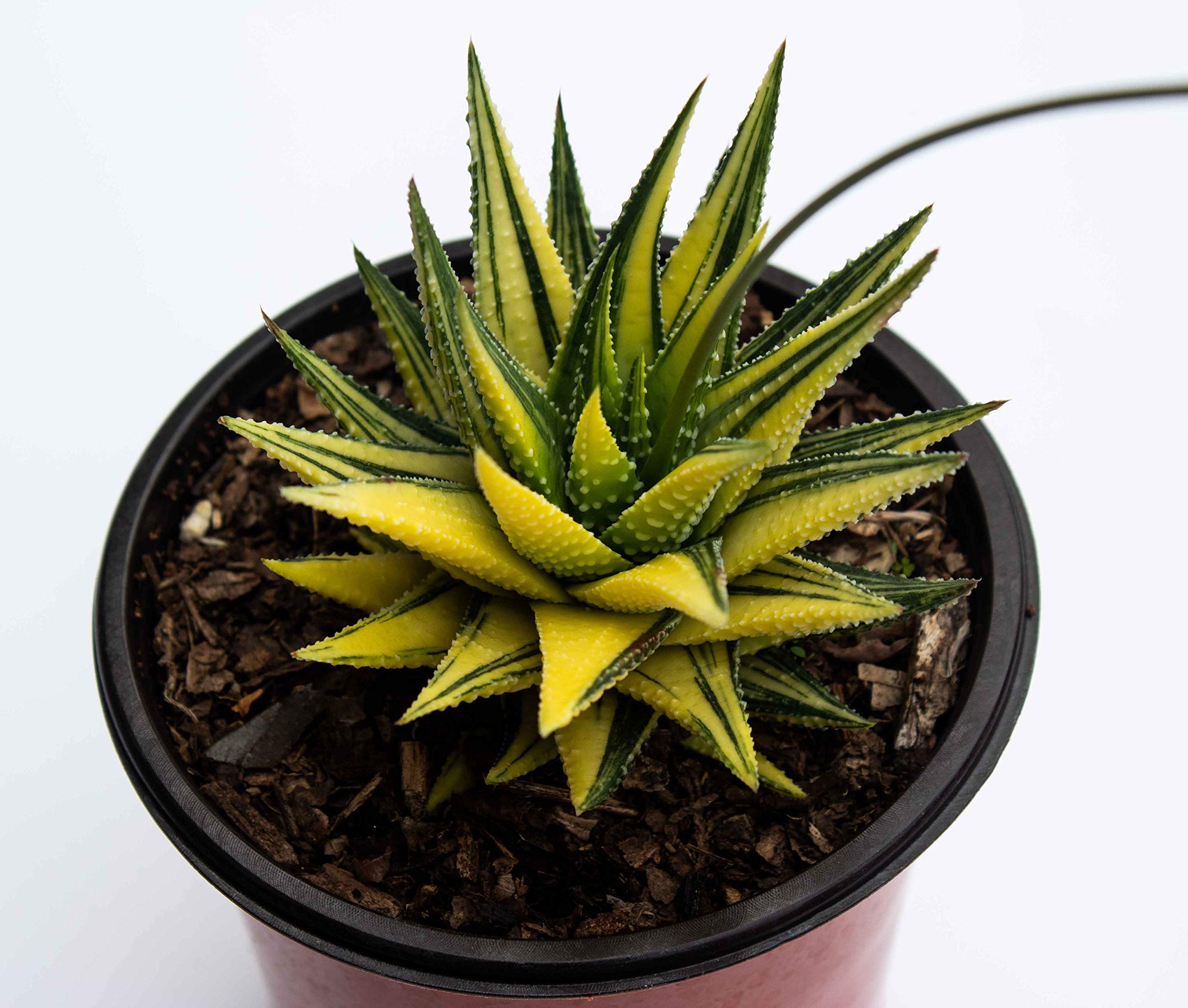 Rudyn Gladioli Farm, Haworthia Subattenoata variegata,live plant (B0DC56XG2H) Amazon Price History, Amazon Price Tracker