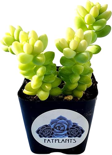 Fat Plants - Colección de suculentas colgantes